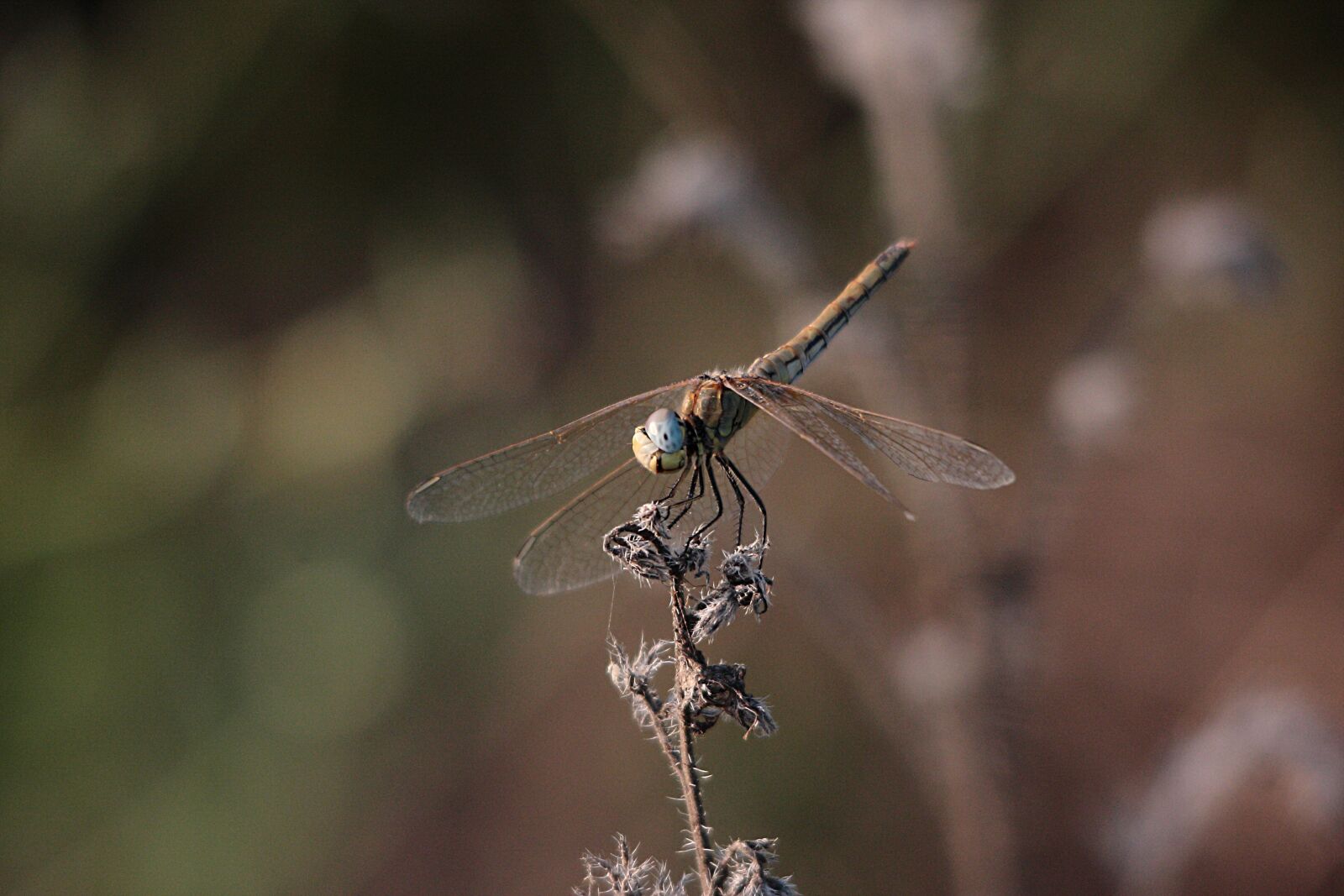 Canon EOS 40D sample photo. Dragonfly, nature, insect photography