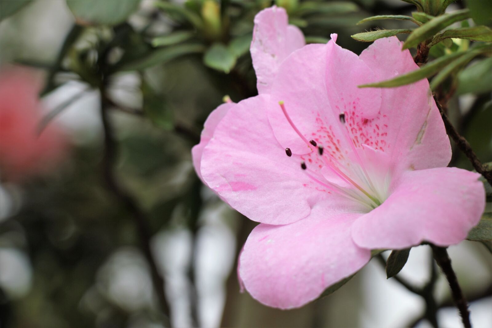 Canon EOS 550D (EOS Rebel T2i / EOS Kiss X4) sample photo. Flower, pink, bloom photography