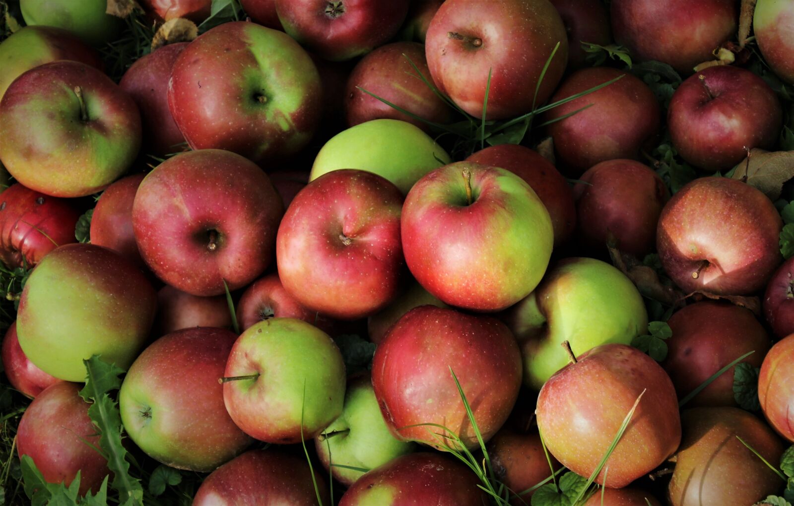 Canon EOS 80D sample photo. Apples, fruits, fresh photography