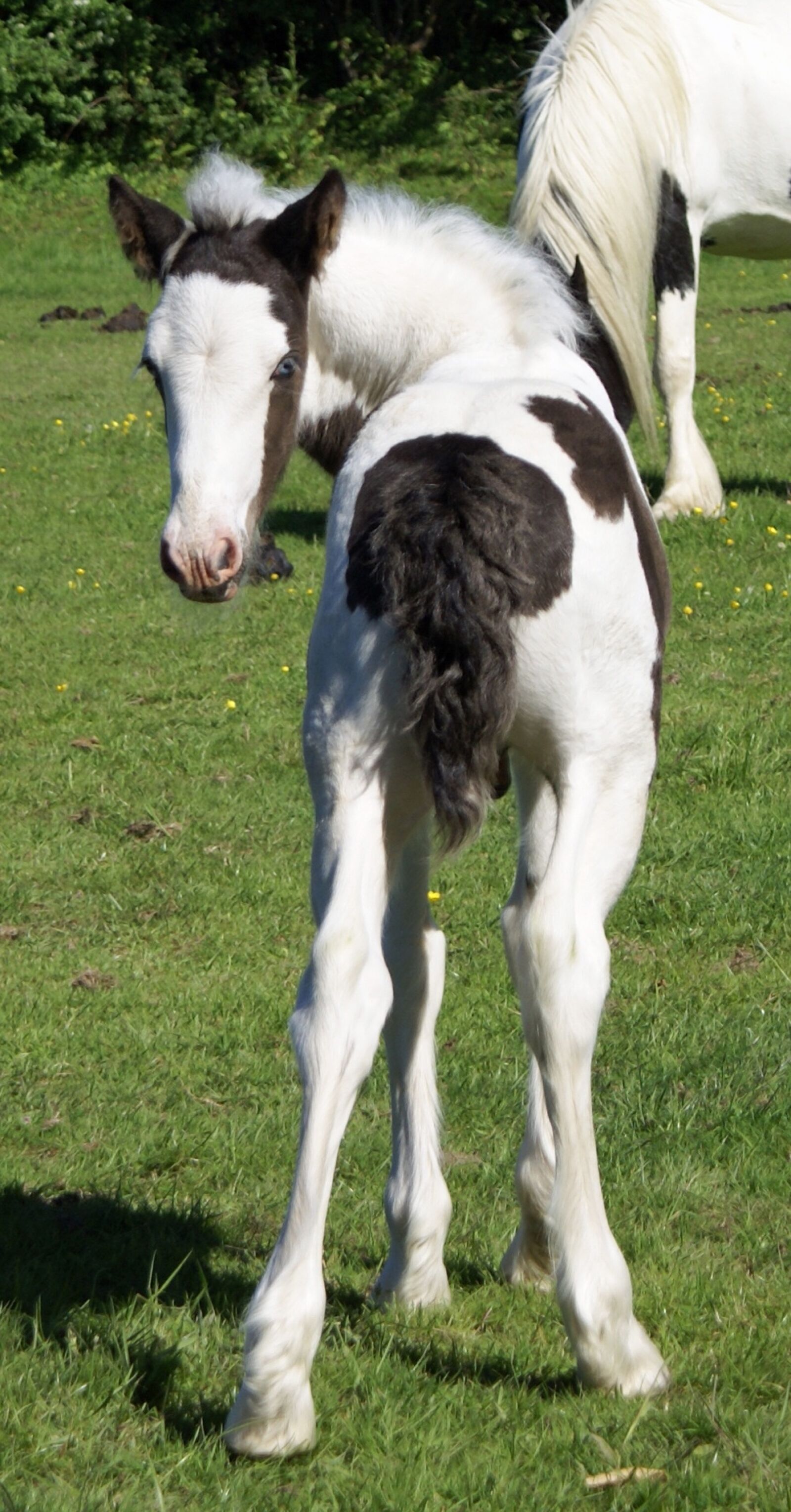 Sony Alpha DSLR-A100 sample photo. Foal, bottom, piebald photography