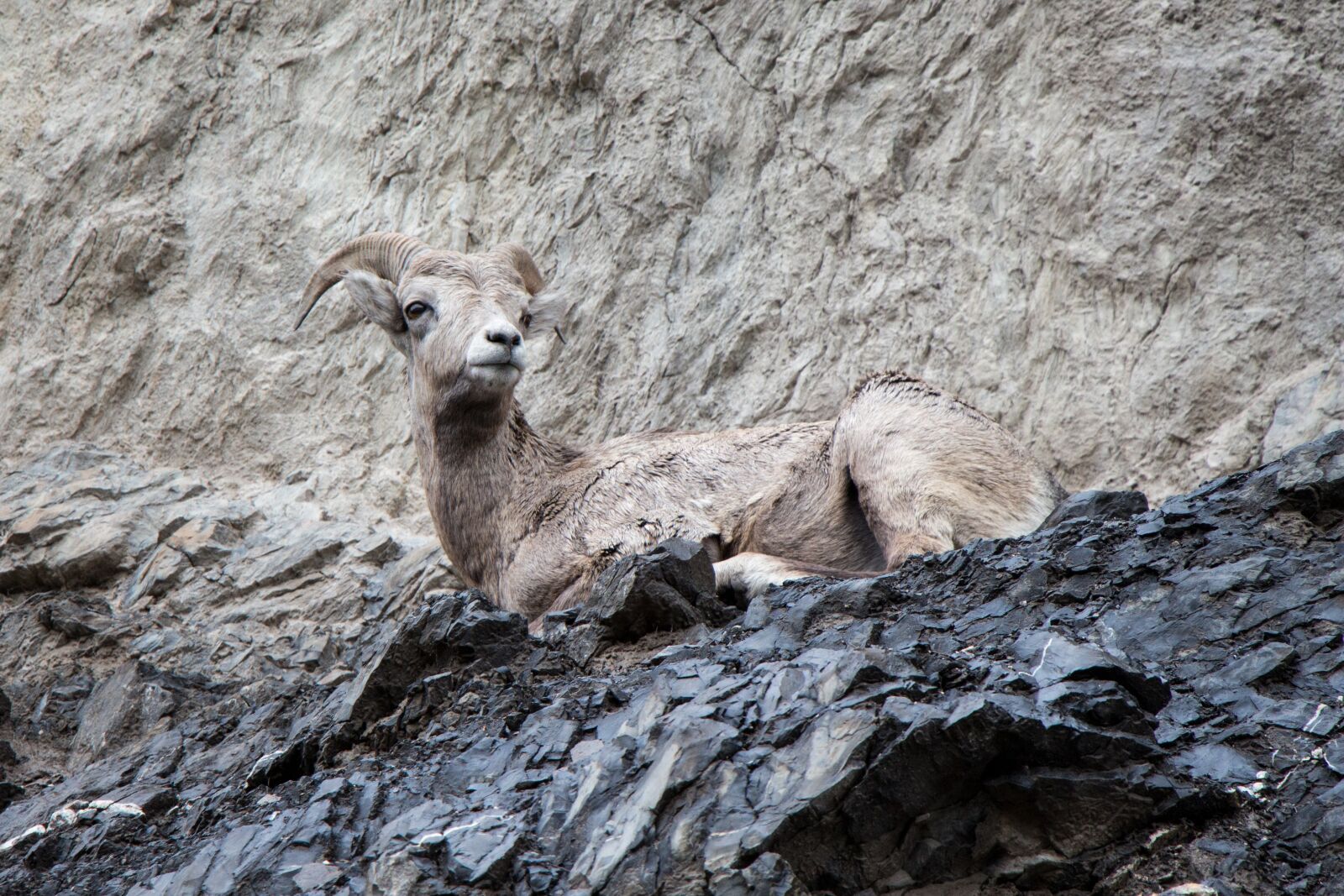 Canon EOS 700D (EOS Rebel T5i / EOS Kiss X7i) sample photo. Mountain goat, cliff, horn photography