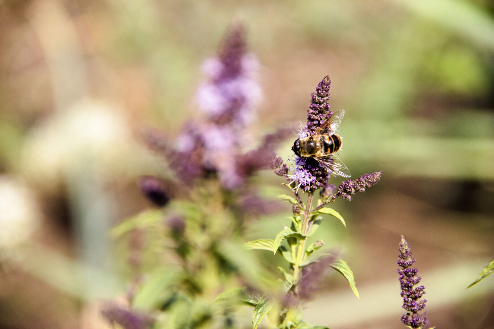 Canon EOS 650D (EOS Rebel T4i / EOS Kiss X6i) sample photo. Mint, bee, insect photography