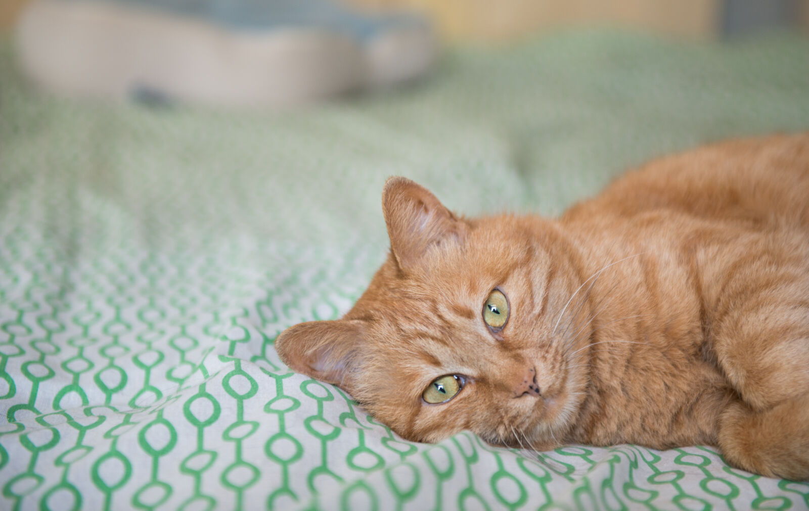 Nikon AF-S Nikkor 24-70mm F2.8G ED sample photo. Cat, cats photography