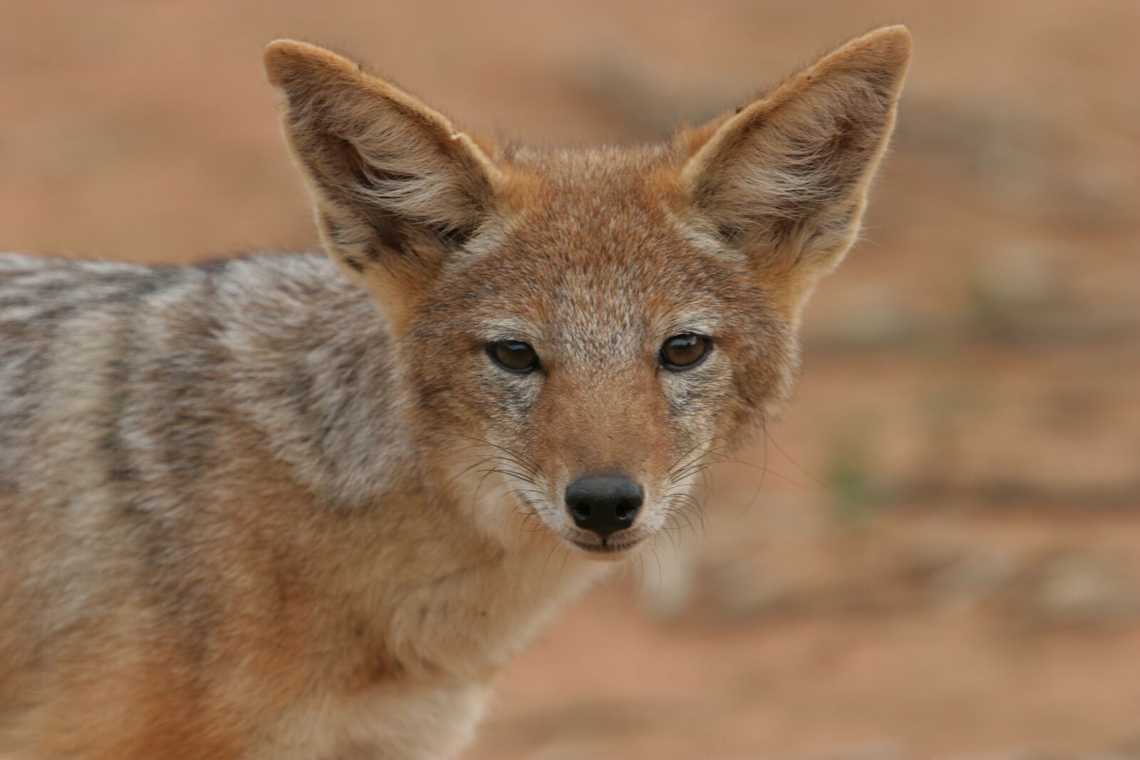 Canon EOS 20D sample photo. Jackal, black backed jackal photography