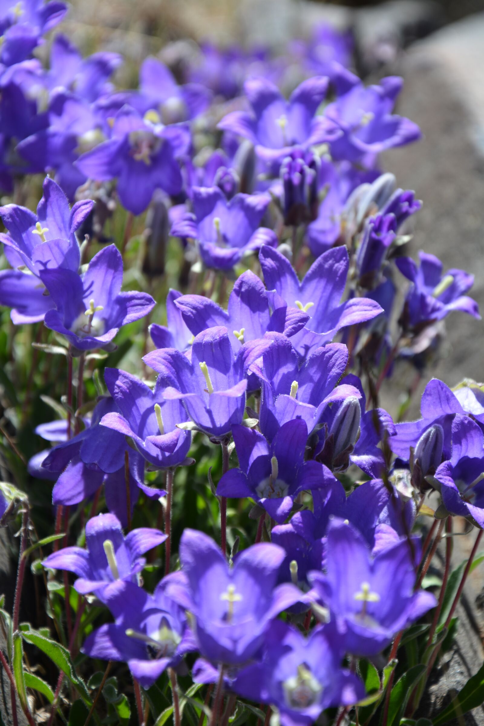 Nikon D7100 sample photo. Flower, nature, macro photography