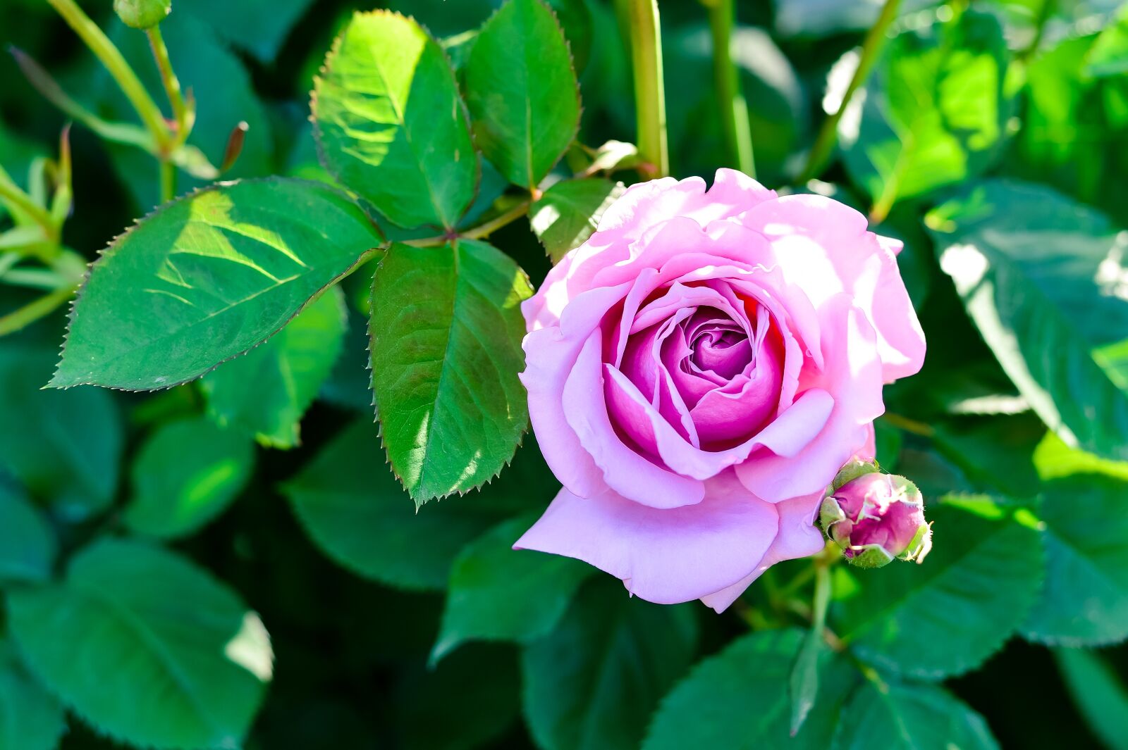 Nikon Df sample photo. Plant, natural, rose photography