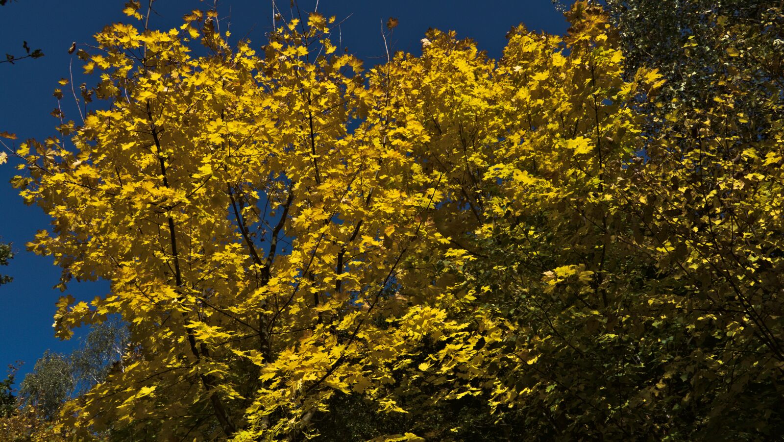 Panasonic Lumix DMC-FZ1000 sample photo. Foliage, autumn, in the photography