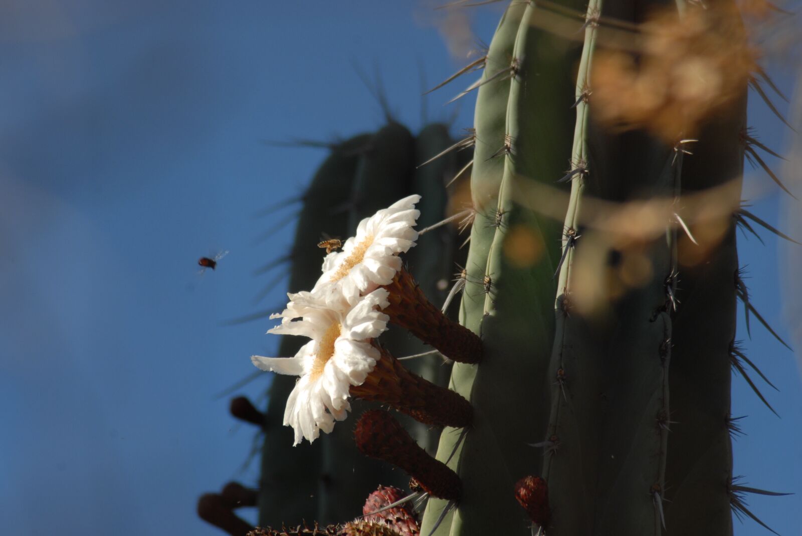 Nikon D200 sample photo. Flor de pitaya, organo photography