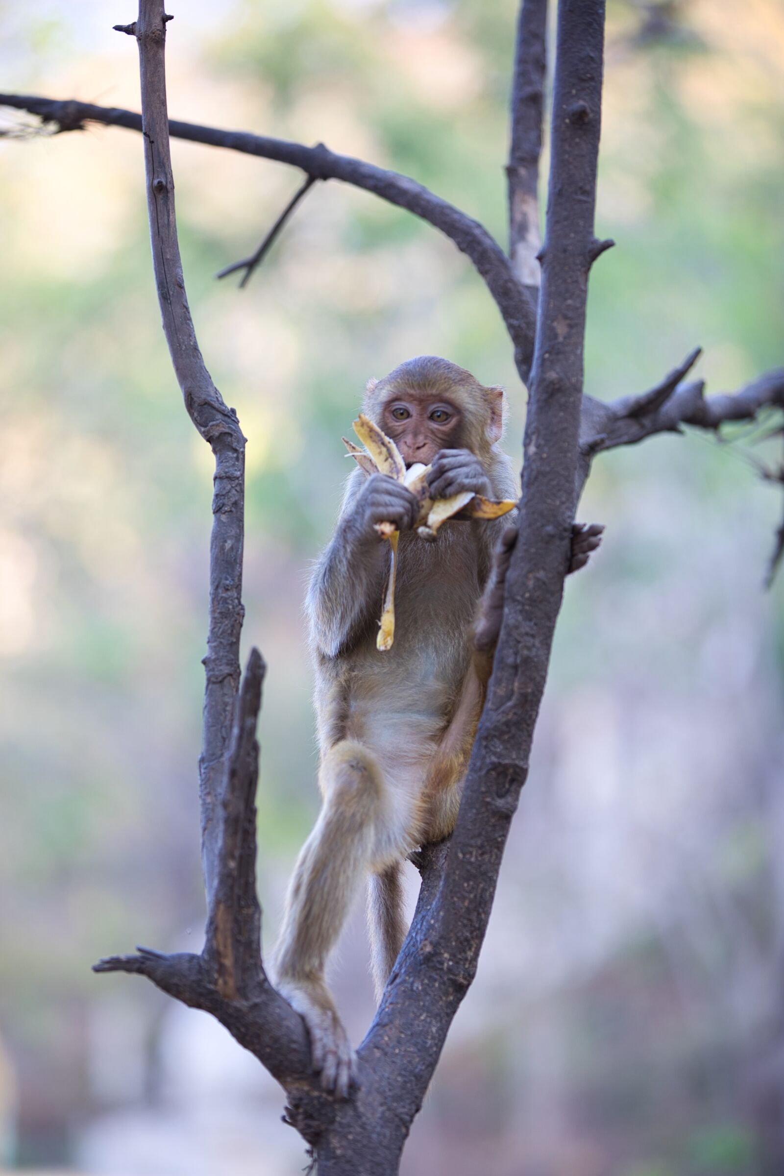Canon EF 70-200mm F2.8L IS II USM sample photo. Monkey, animal, gorilla photography