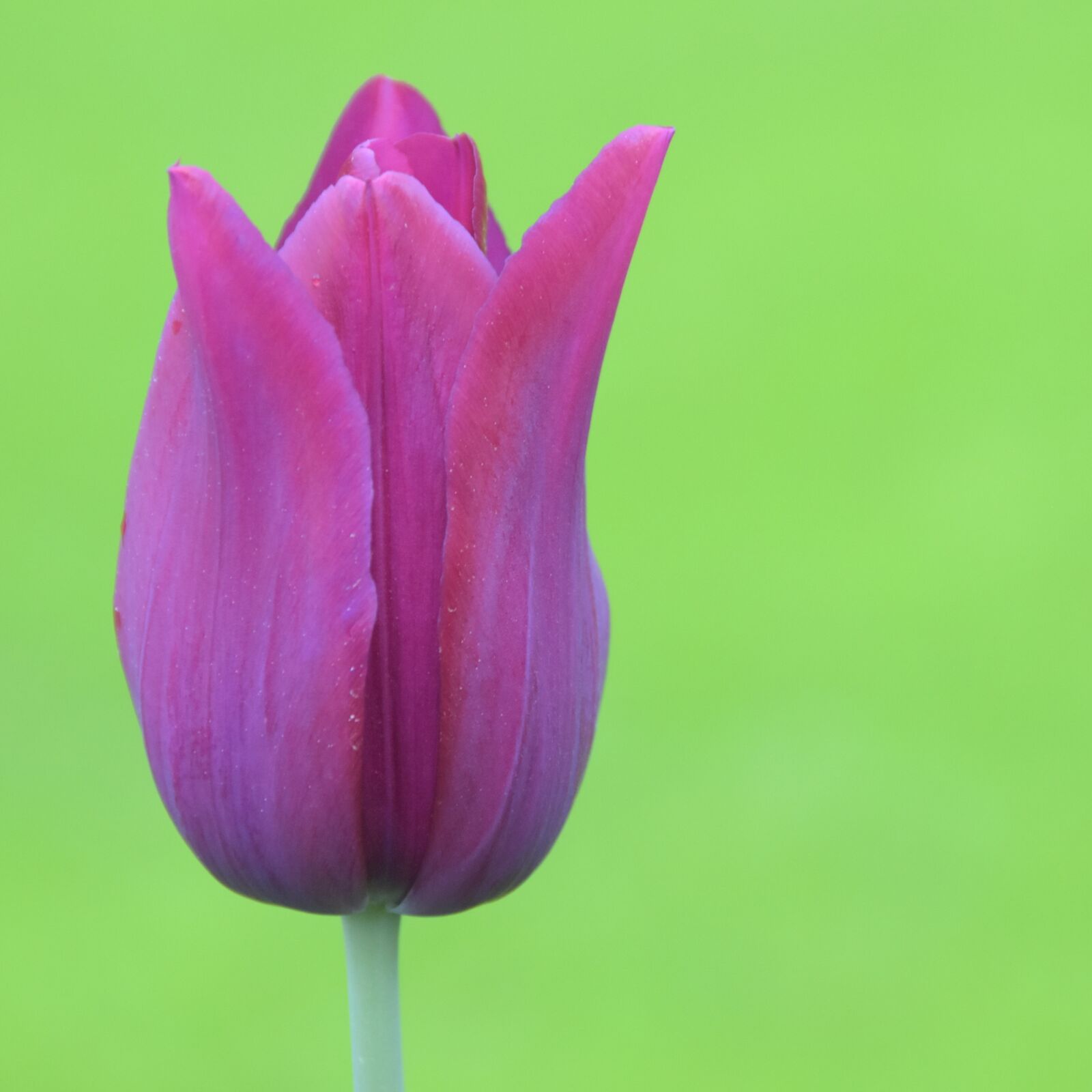 Nikon D7200 sample photo. Tulip, keukenhof, holland photography