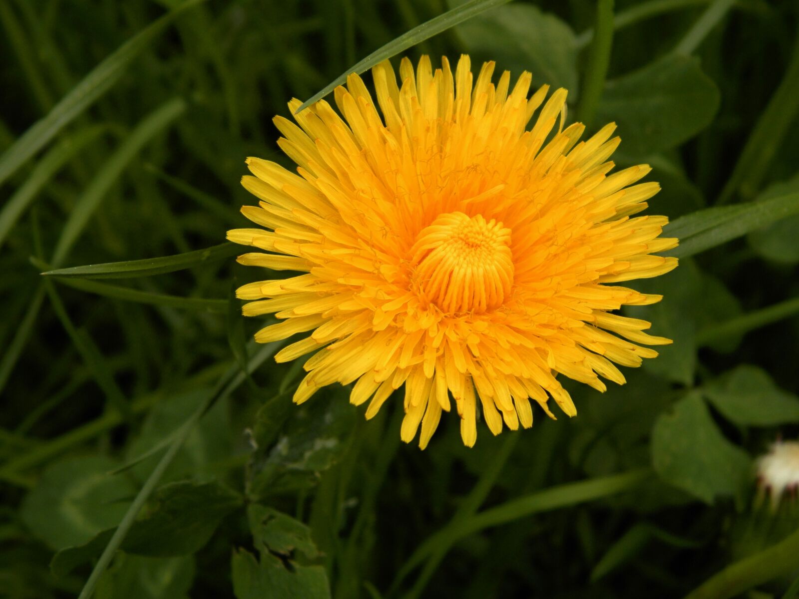 Olympus SP-620UZ sample photo. Flowers, dandelion, summer photography