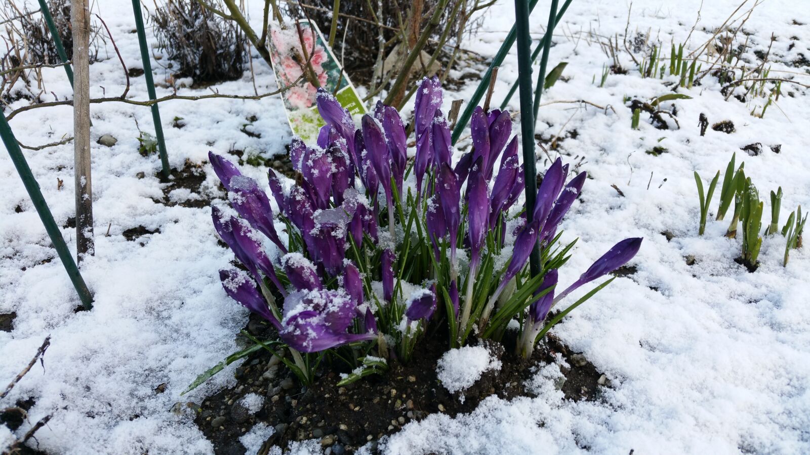 Samsung Galaxy S5 LTE-A sample photo. Crocus, flowers, spring flower photography