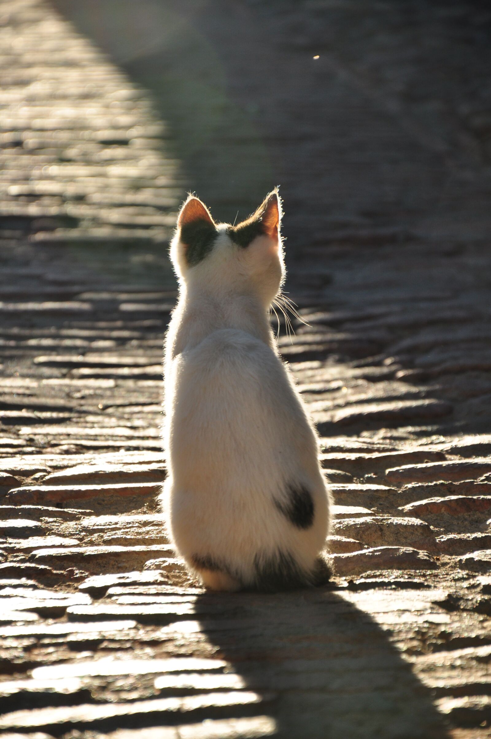 Nikon D90 sample photo. Cat, shadow, kitten photography