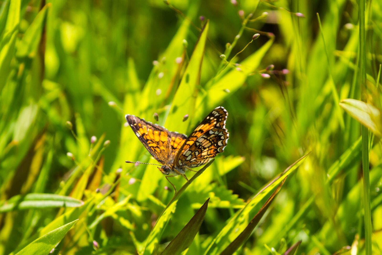 Canon EOS 5D Mark III + Canon EF 100-400mm F4.5-5.6L IS II USM sample photo. Butterfly, insect, grass photography