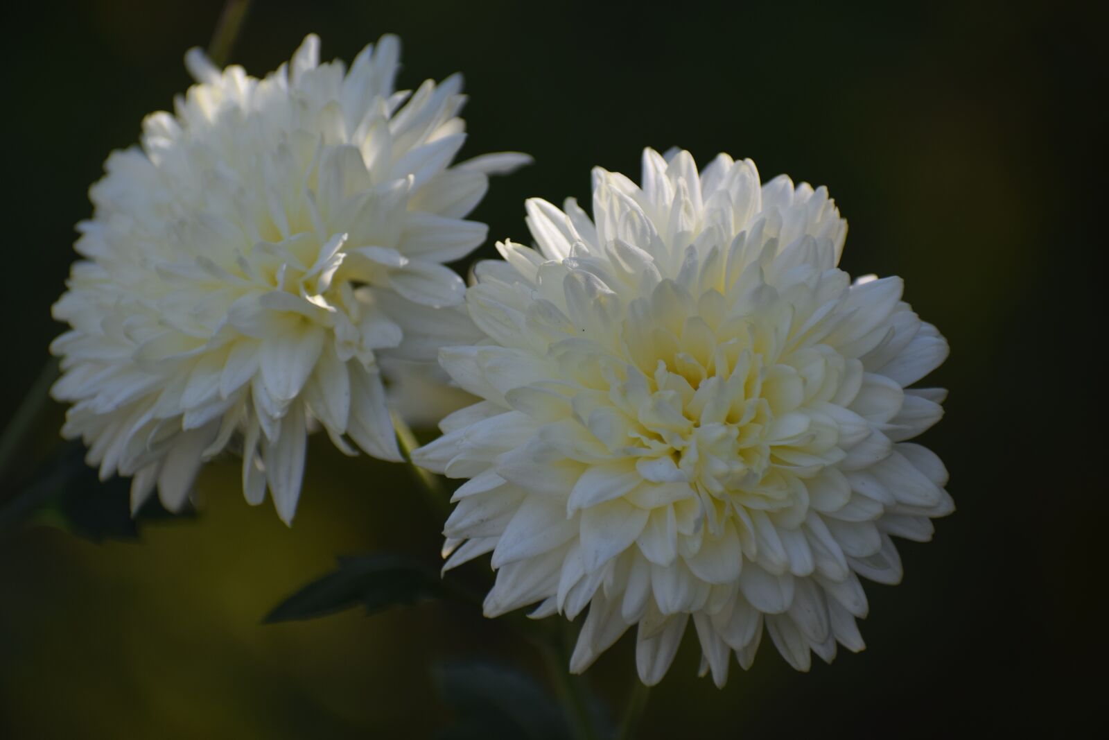 Nikon D3300 sample photo. Flower, white, nature photography