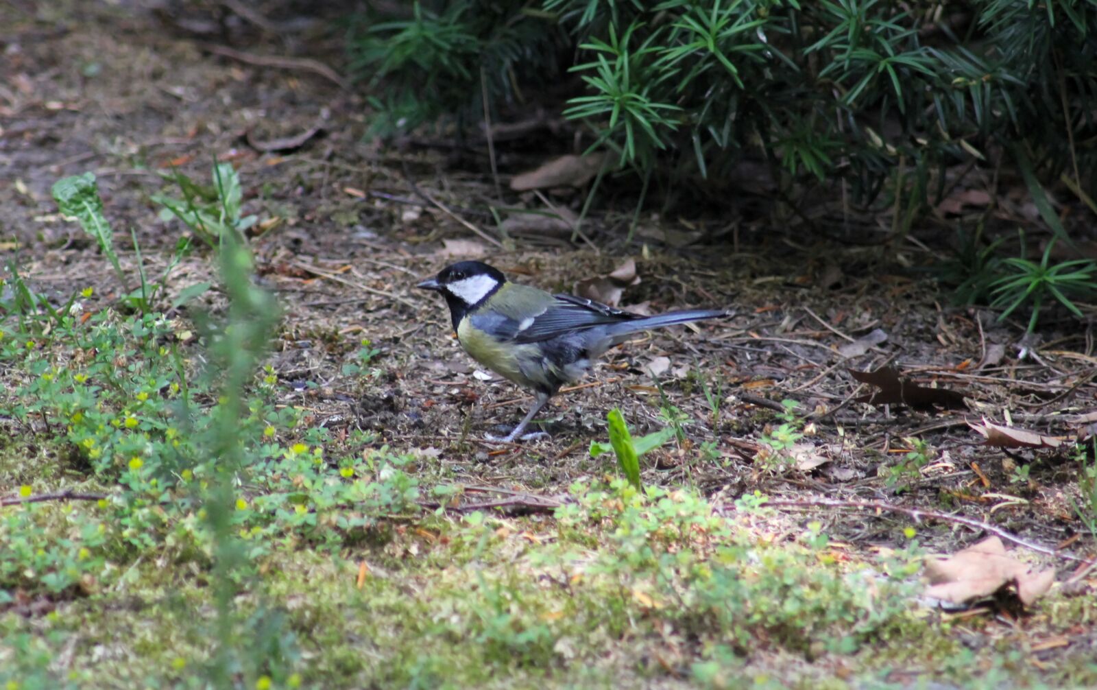 Canon EOS 550D (EOS Rebel T2i / EOS Kiss X4) sample photo. Tit, garden bird, animal photography