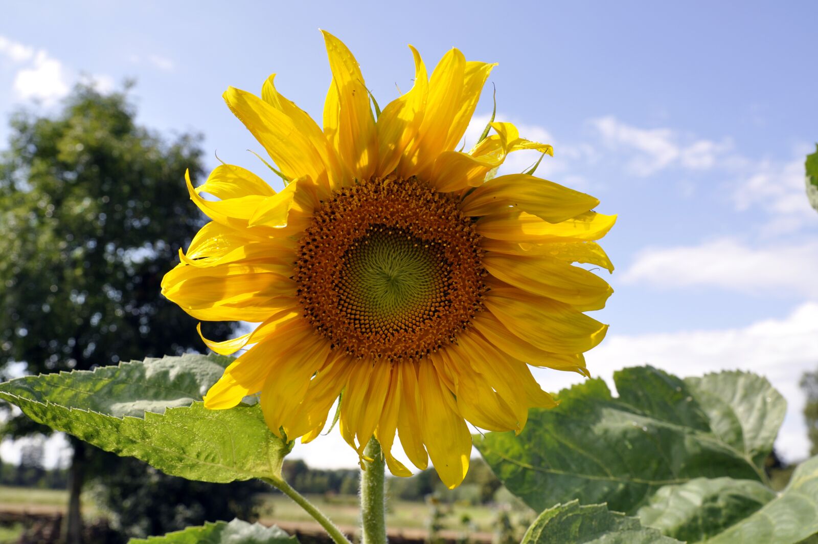 Nikon D5000 sample photo. Sunflower, flower, plant photography