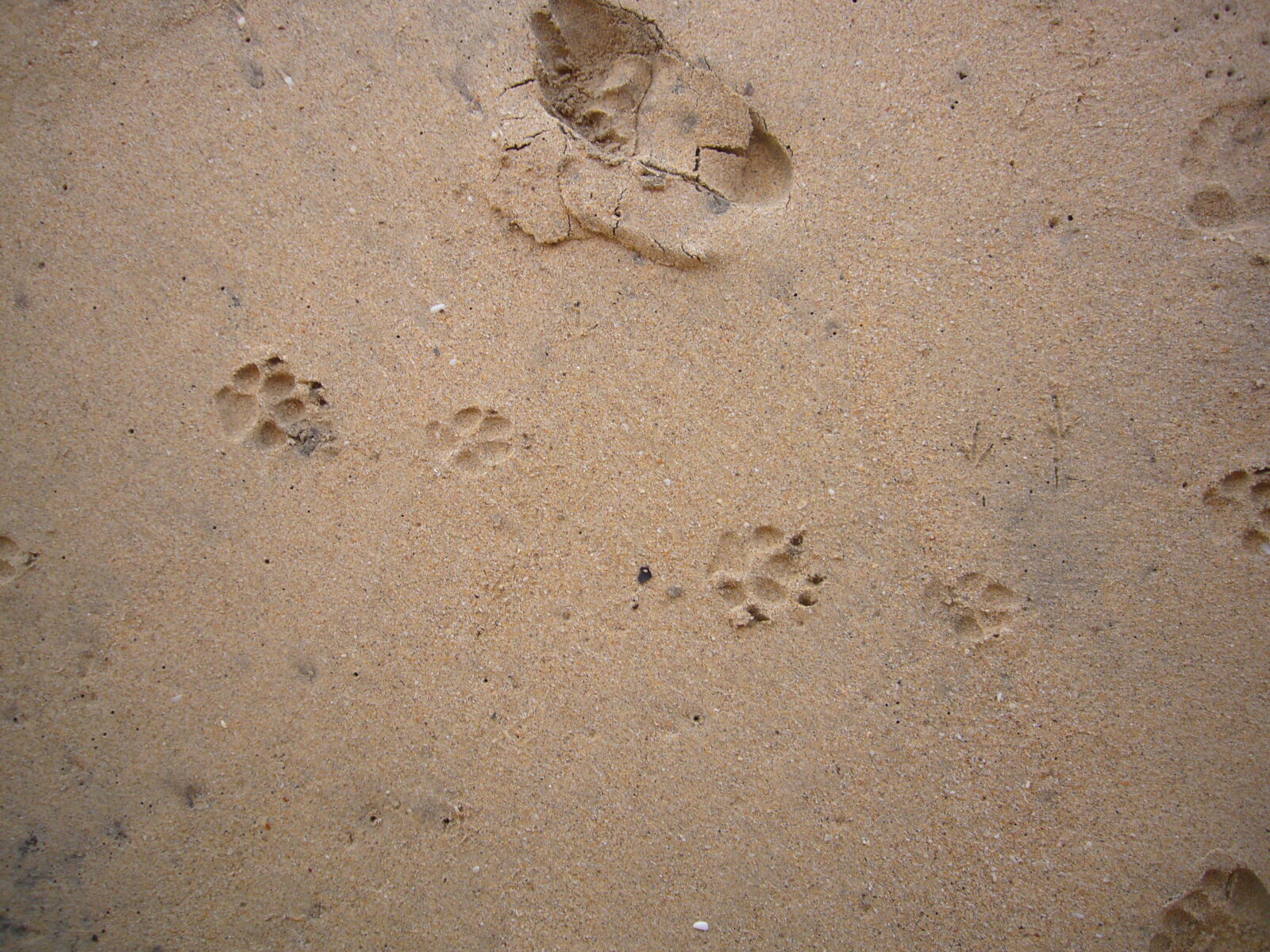 Panasonic DMC-FX01 sample photo. Beach, dog, paws, sand photography