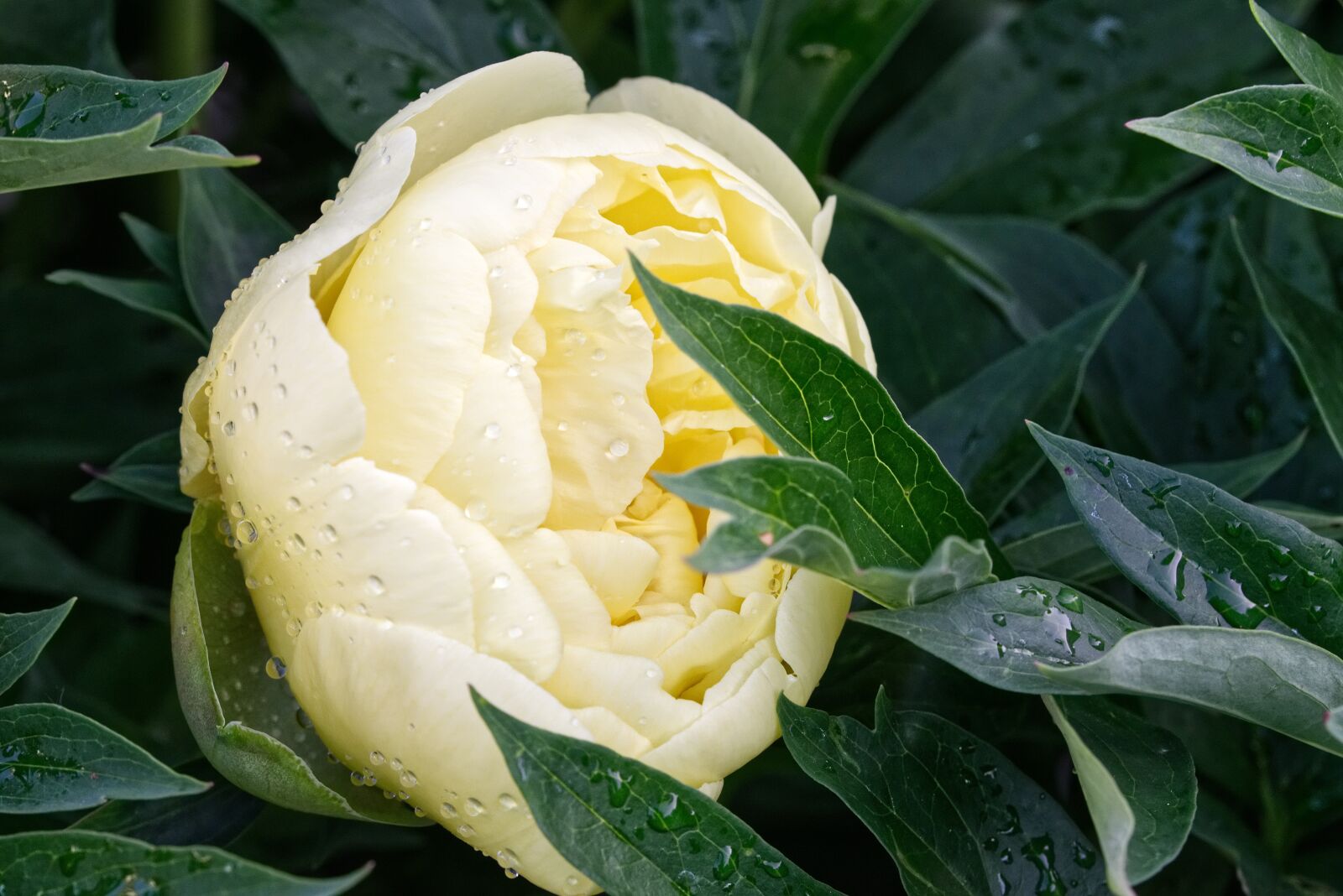 Nikon D5300 sample photo. Bush peony, flower, peony photography