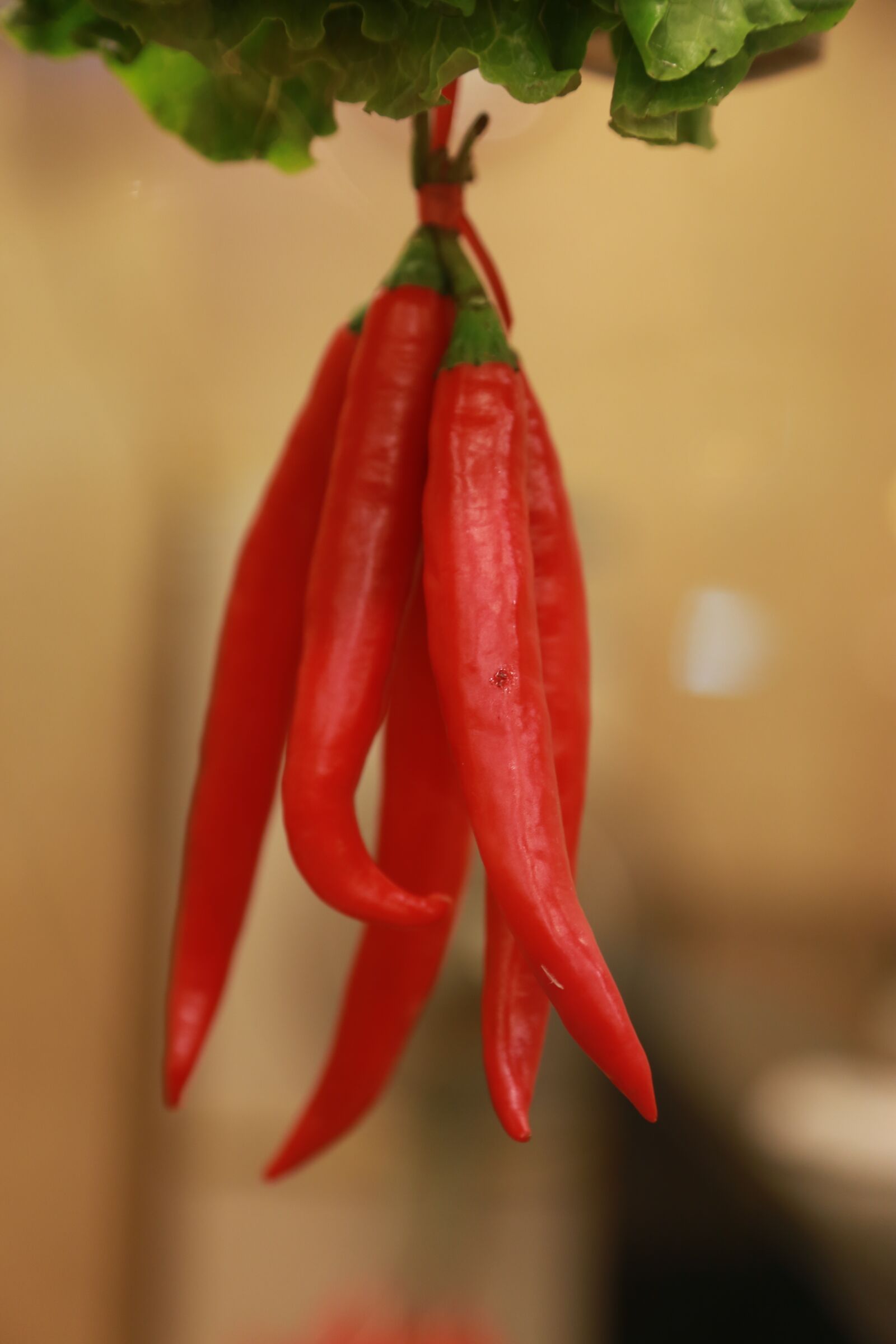 Canon EOS 6D + Canon EF 24-105mm F4L IS USM sample photo. Red chilli, china, spice photography