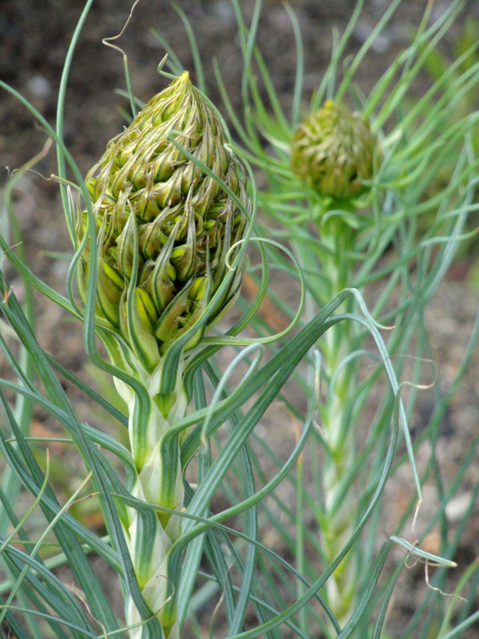 Sony Cyber-shot DSC-H55 sample photo. Asphodeline, lutea, botanical photography