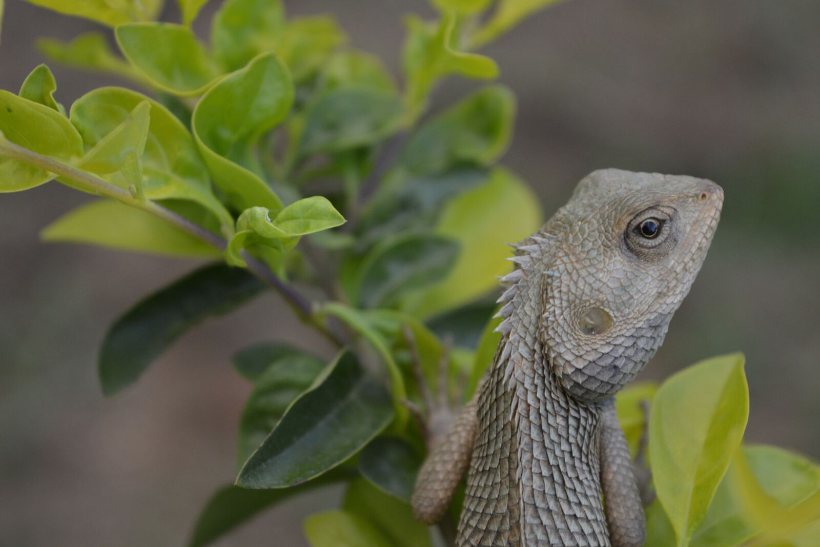 Nikon D5200 sample photo. Chameleon, nature life, wildlife photography
