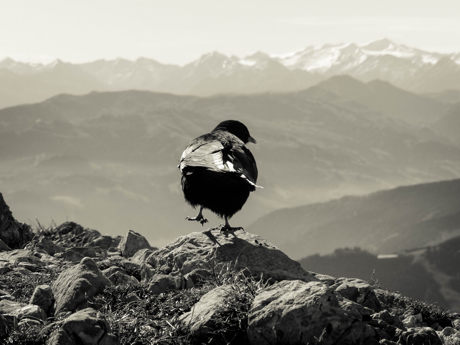 Panasonic Lumix DMC-FZ200 sample photo. Jackdaw, view, landscape photography