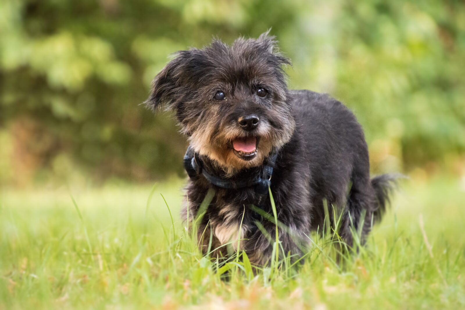 Nikon D3300 sample photo. Dog, old, hybrid photography