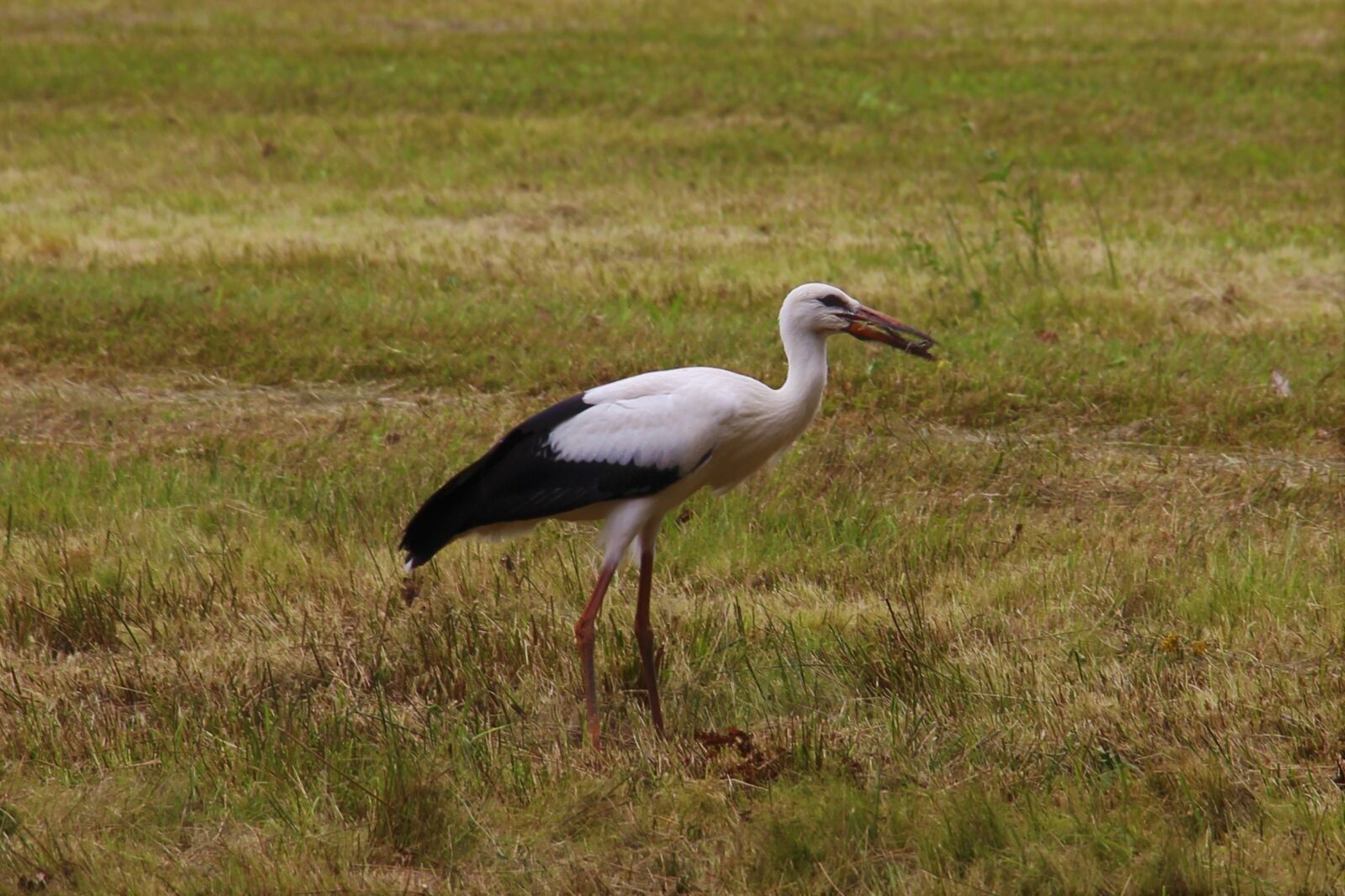 Canon EOS 700D (EOS Rebel T5i / EOS Kiss X7i) sample photo. Stork, eindhoven, gijzenrooi photography