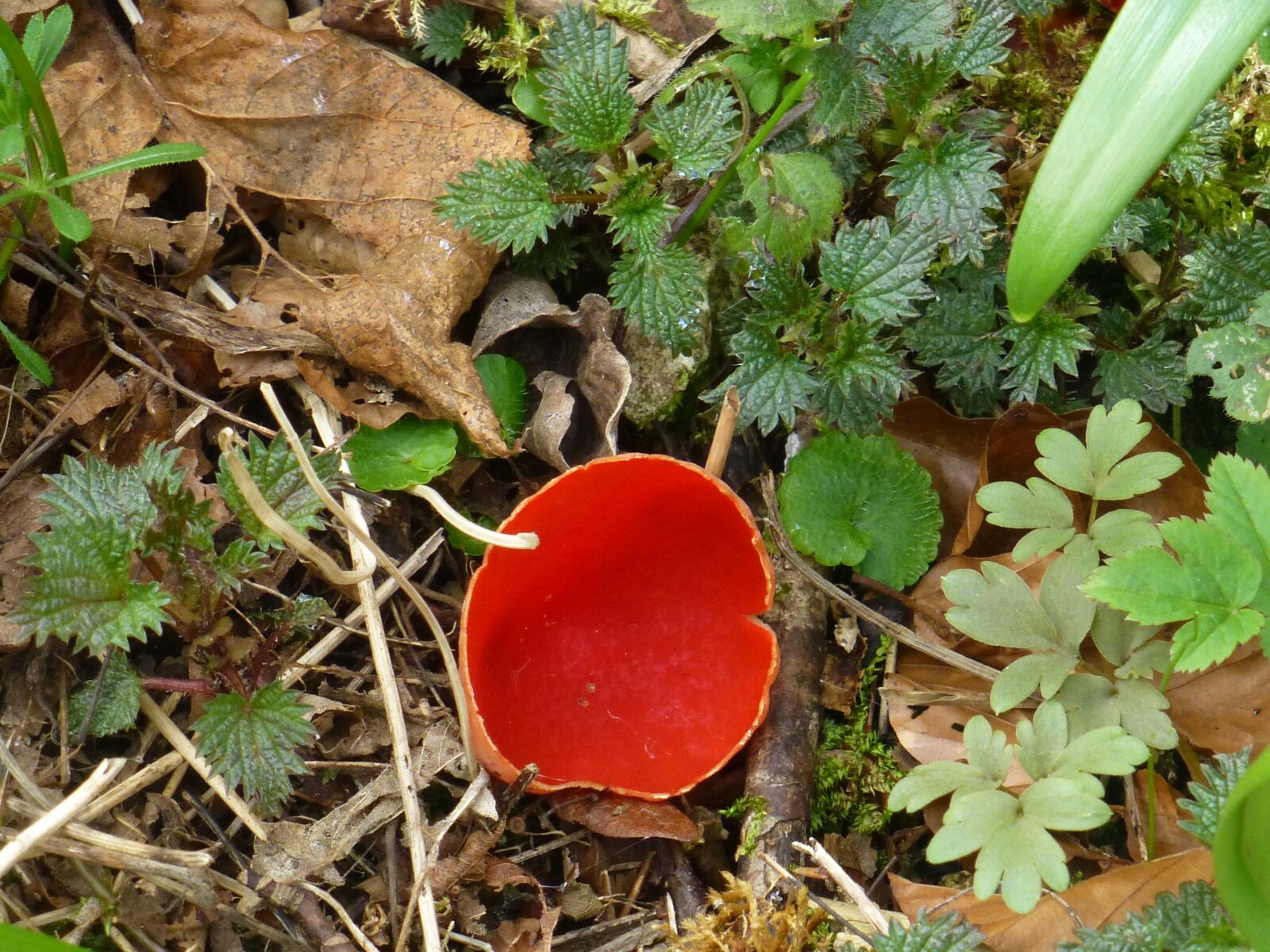 Panasonic DMC-TZ31 sample photo. Mushroom, orange-red becherling, rarely photography