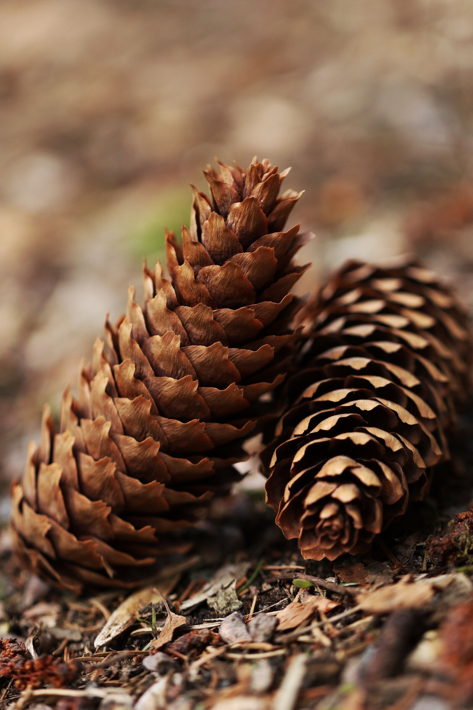 Canon EOS 7D Mark II sample photo. Pinecone, wood, nature photography
