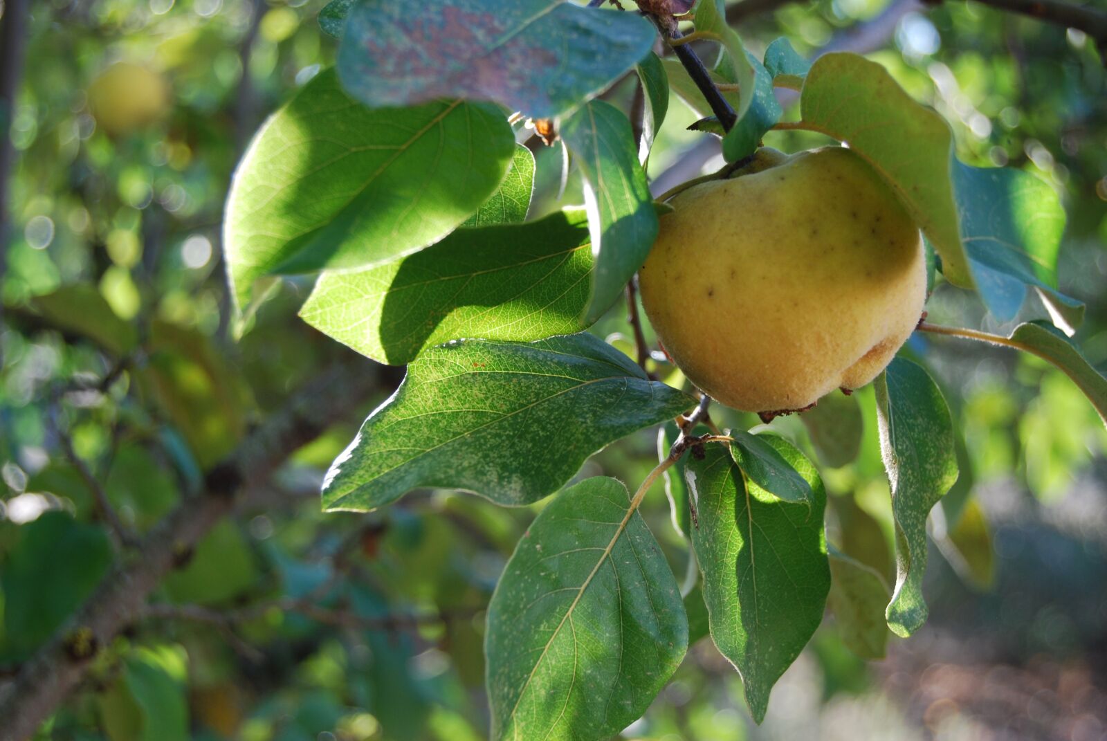 Nikon D40X sample photo. Quince, fruit, autumn photography