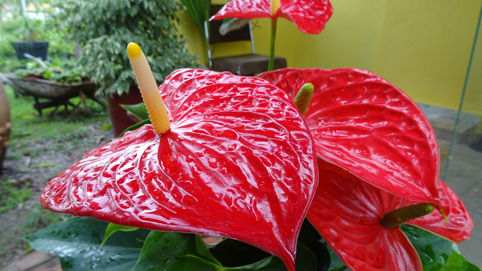 Sony Cyber-shot DSC-HX90V sample photo. Anthurium rosso, pianta da photography