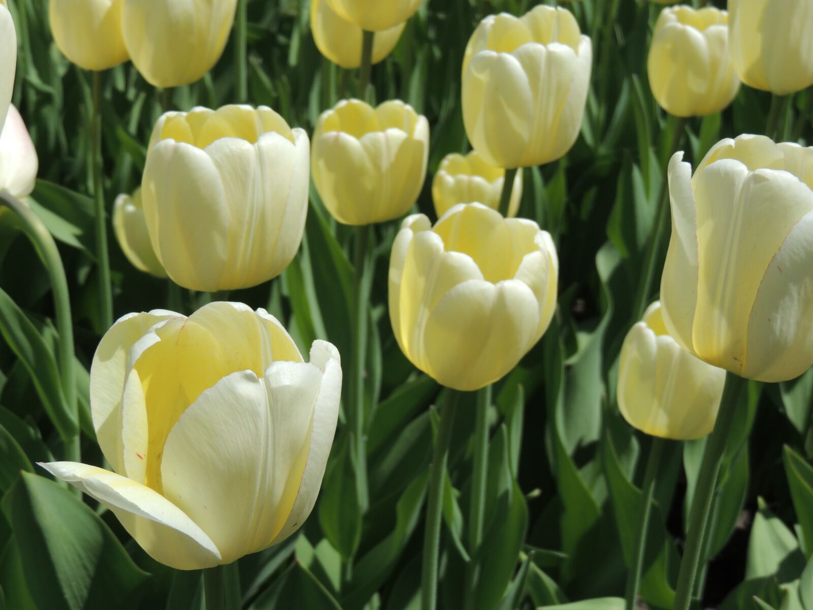 Nikon Coolpix P510 sample photo. Tulip, tulips flowers, white photography