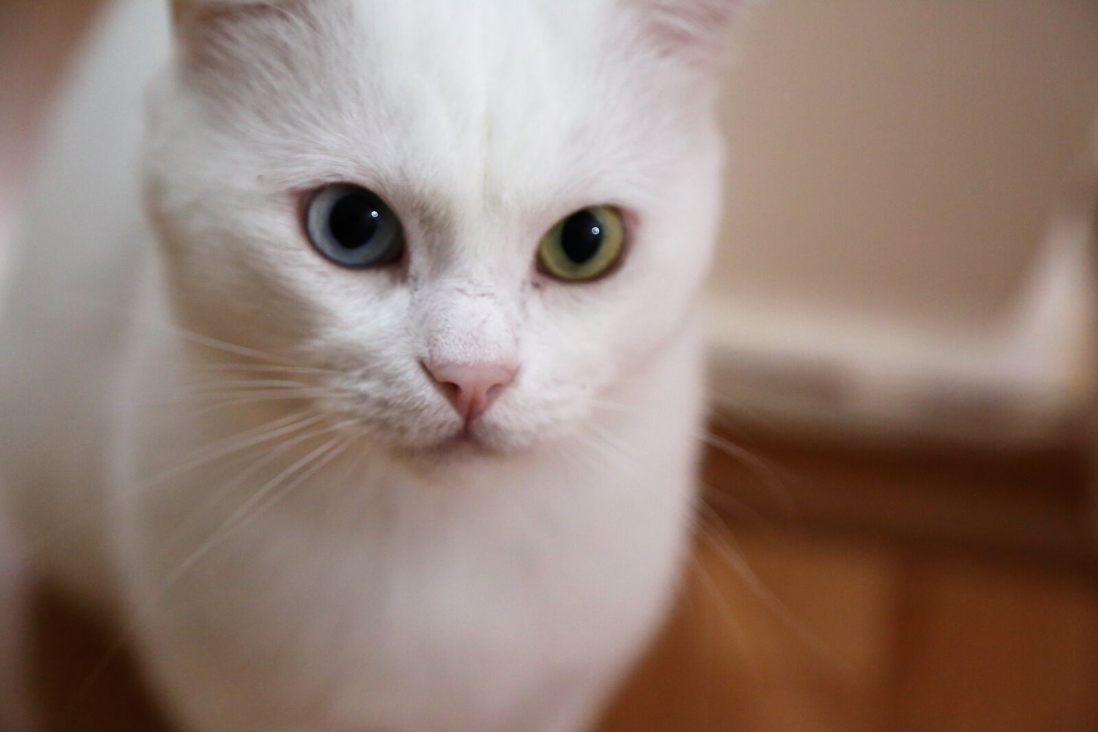 Canon EOS 5D Mark III sample photo. Cat, animal, pets photography