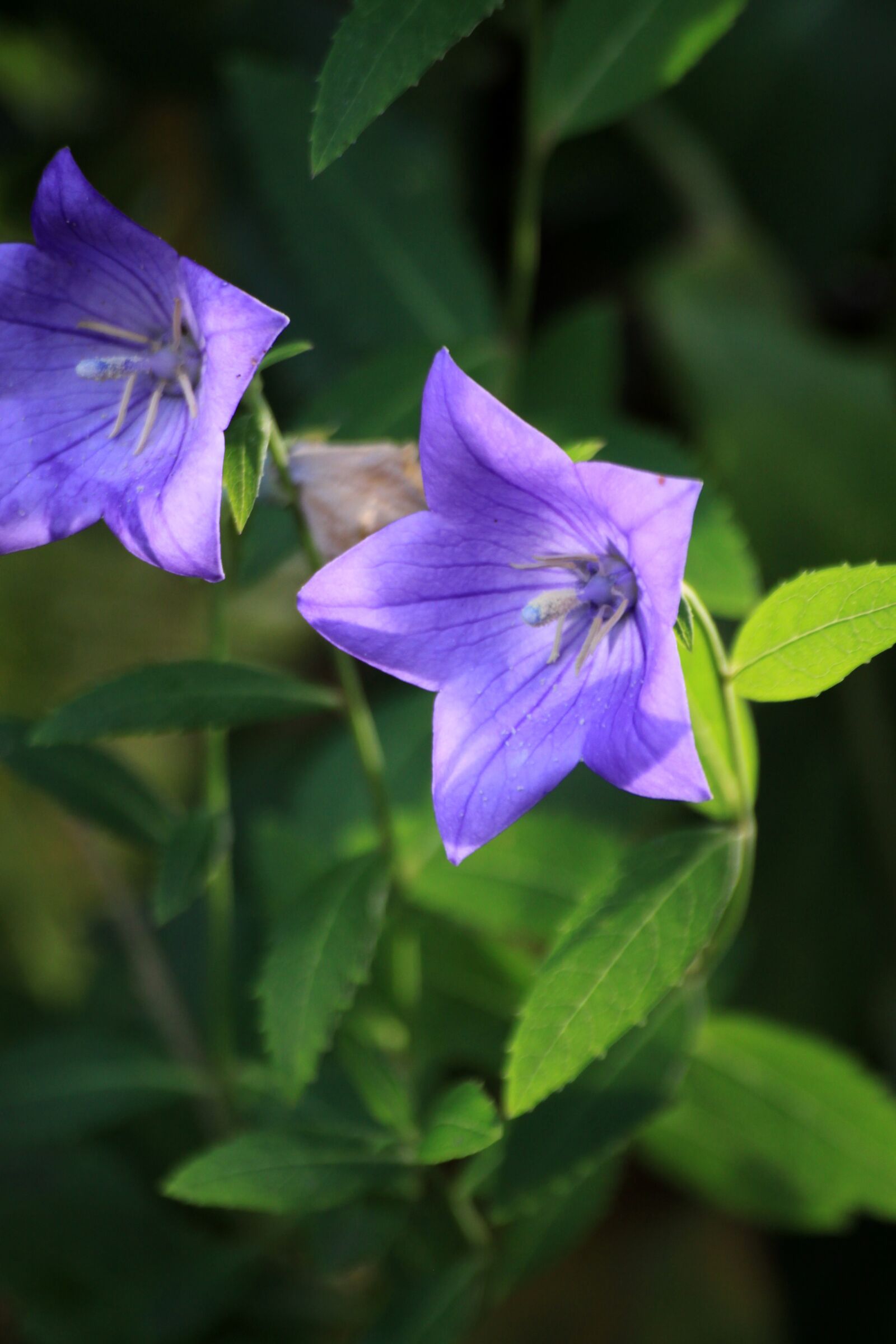 Canon EOS 50D sample photo. Bellflower flower, bellflower, behold photography