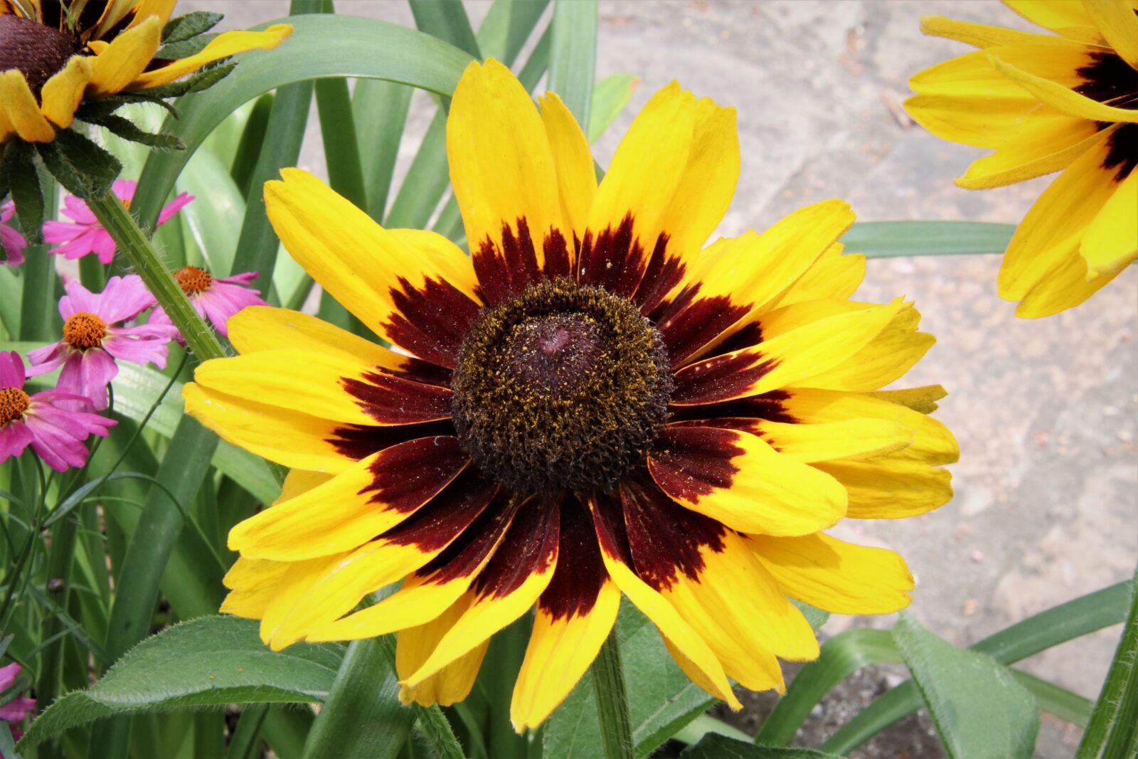 Canon EOS 800D (EOS Rebel T7i / EOS Kiss X9i) sample photo. Rudbeckia, flowers, perennial plants photography
