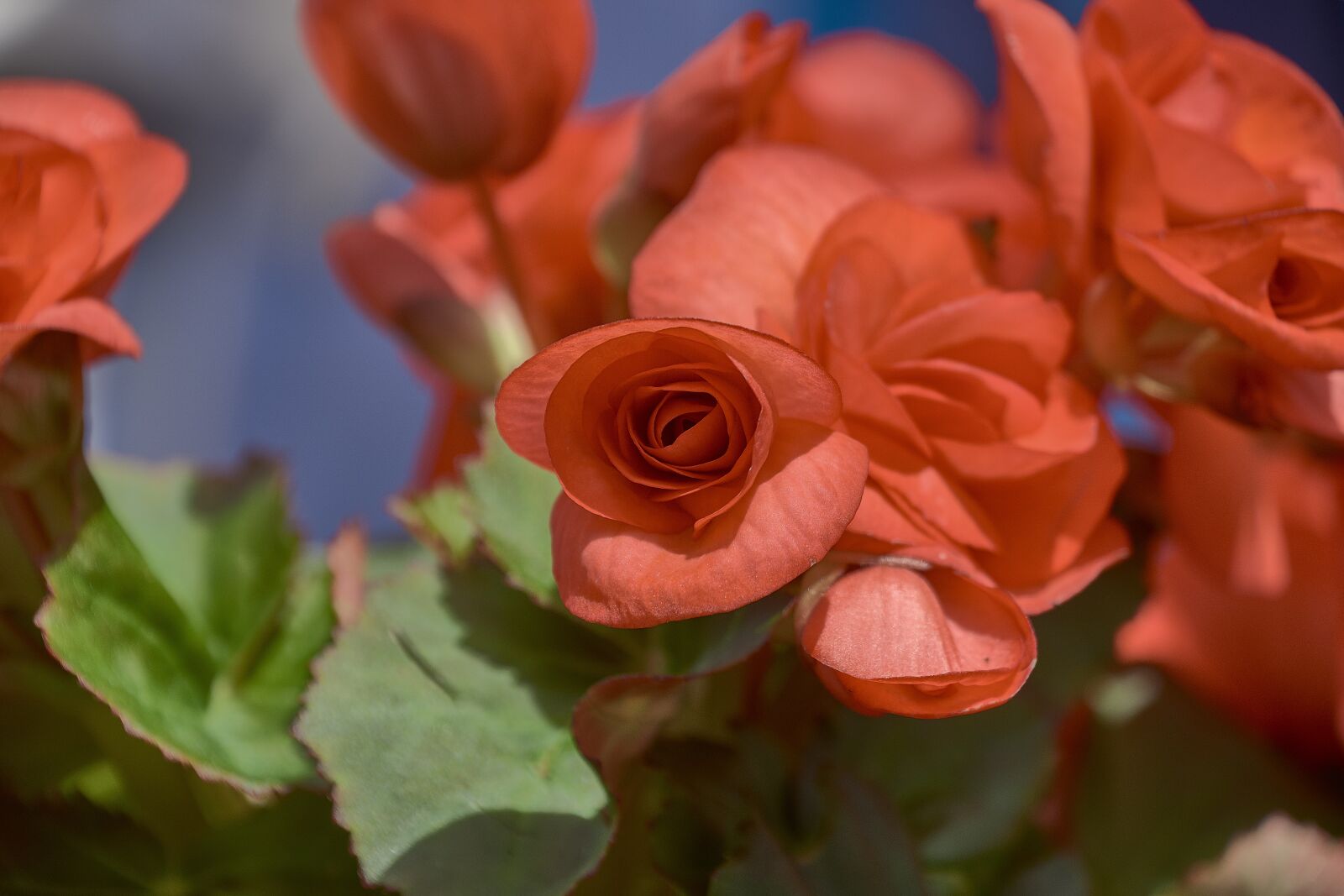 Nikon D7200 sample photo. Flower, garden, red photography