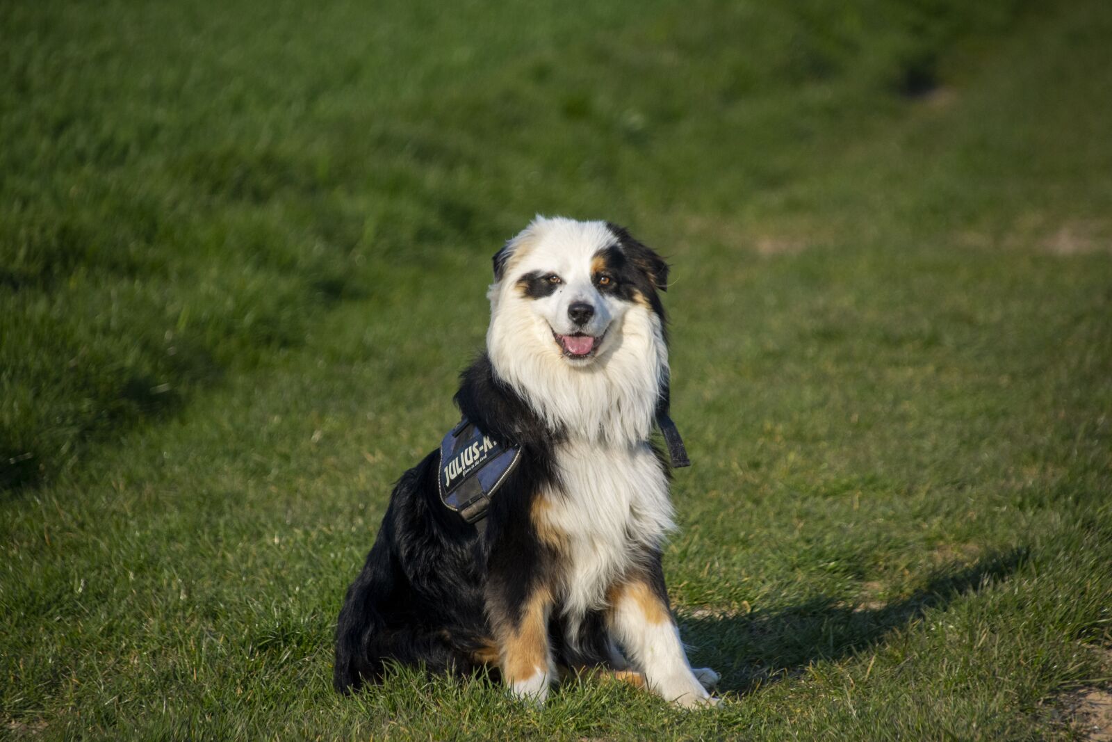 Nikon D7200 sample photo. Dog, france, white photography