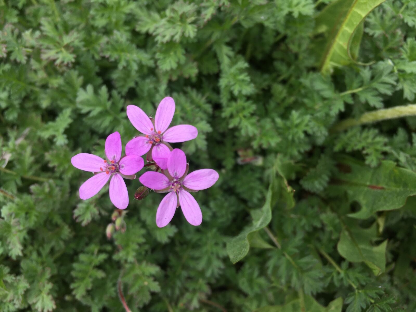 Apple iPhone 6 sample photo. Flowers, purple, spring photography