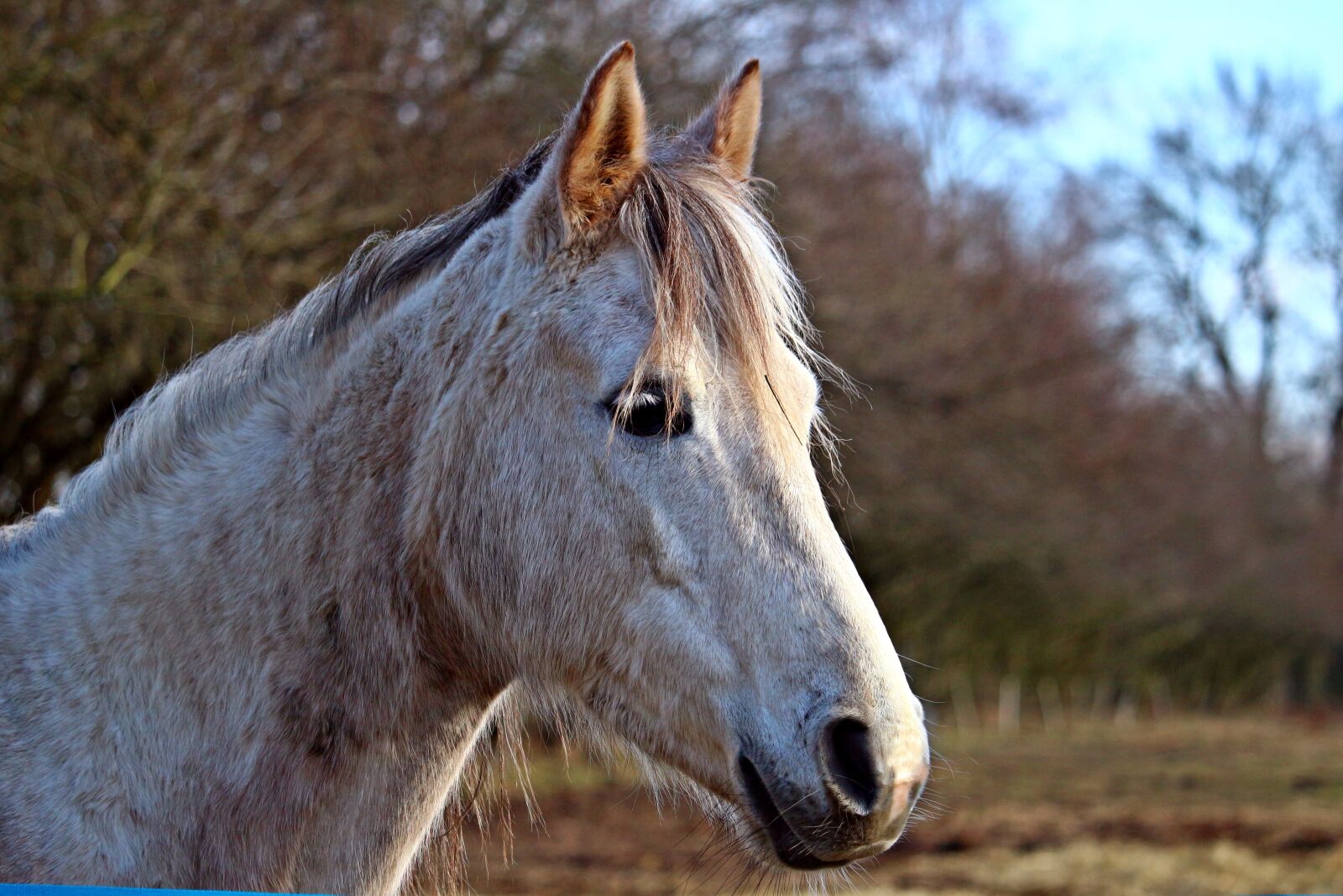 Canon EOS 100D (EOS Rebel SL1 / EOS Kiss X7) sample photo. Mold, horse, horse head photography