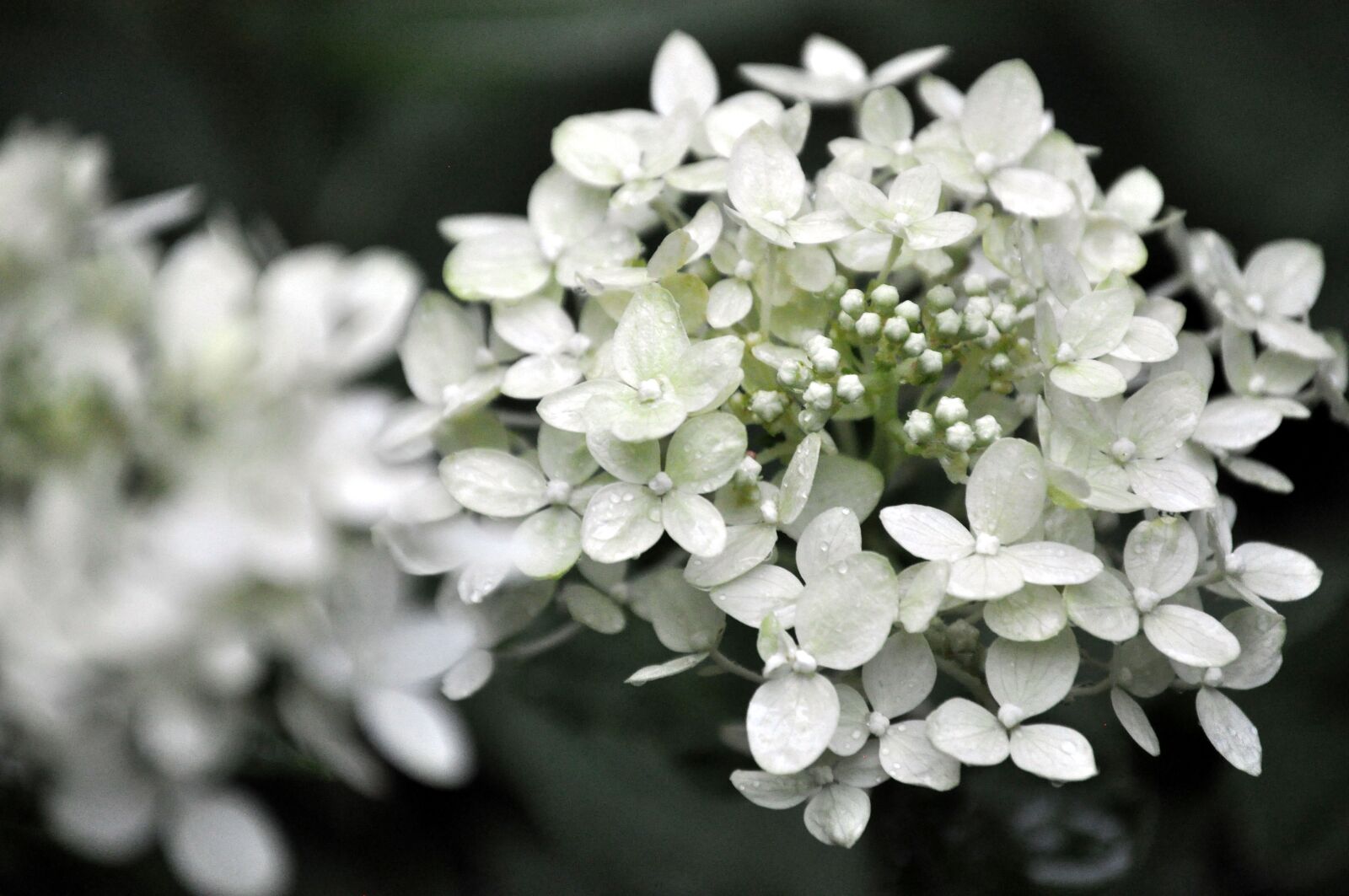 Nikon D5000 sample photo. Hydrangea, wedding, flower photography