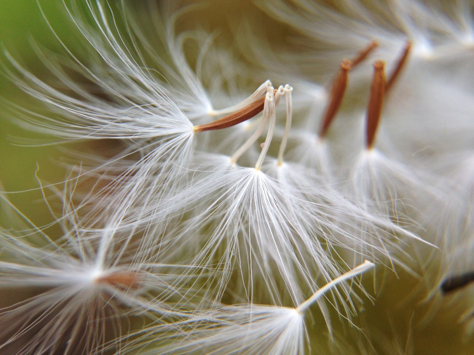 iPhone 5 back camera 4.12mm f/2.4 sample photo. Dandelion, flowers, light photography