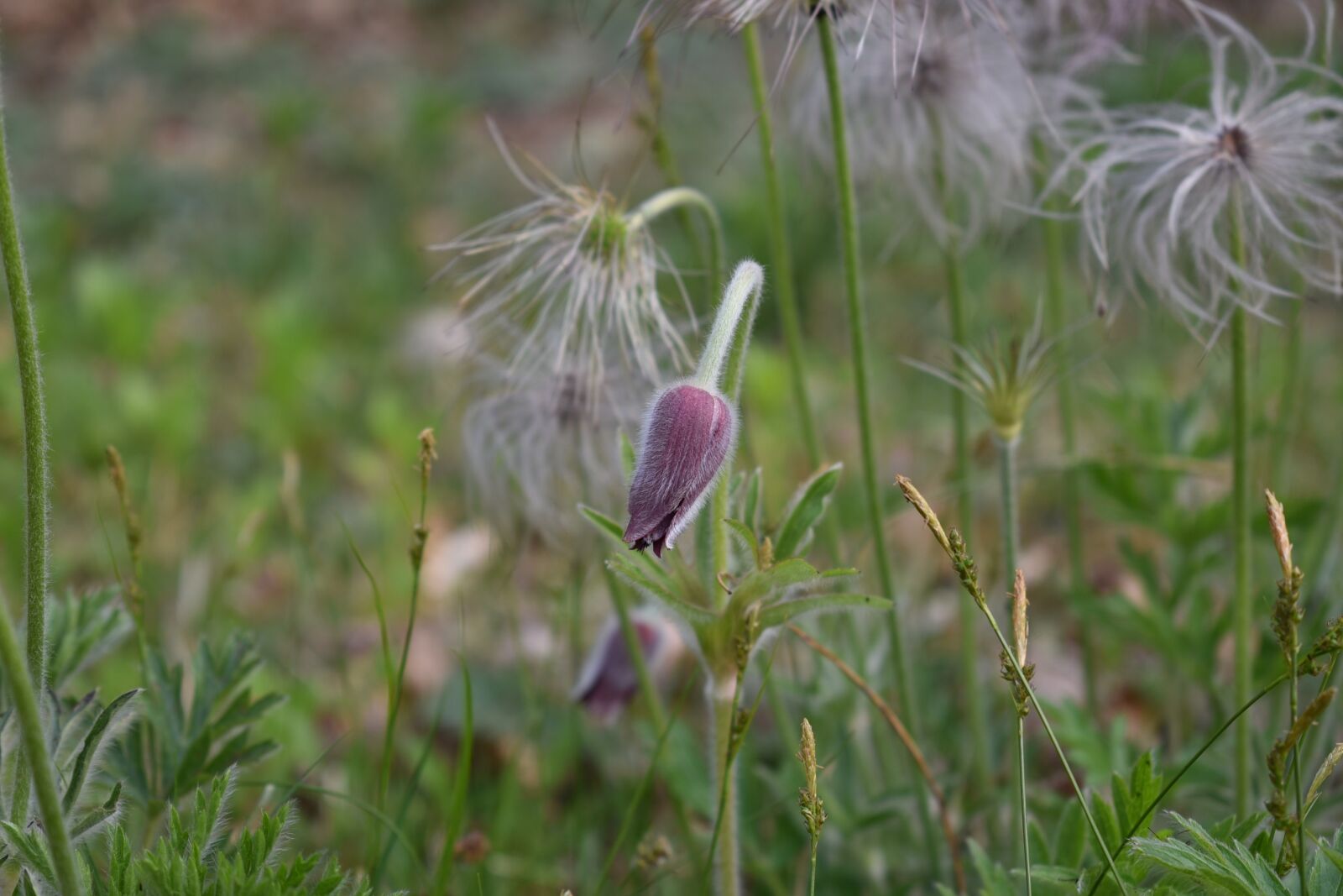 Nikon D750 sample photo. Do mi flower, flowers photography