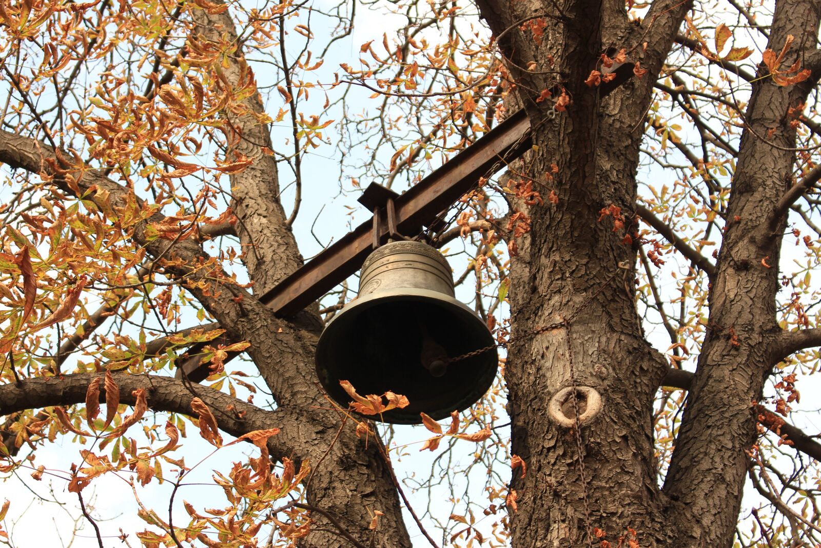 Canon EOS 700D (EOS Rebel T5i / EOS Kiss X7i) sample photo. Bell, tree, leaves photography