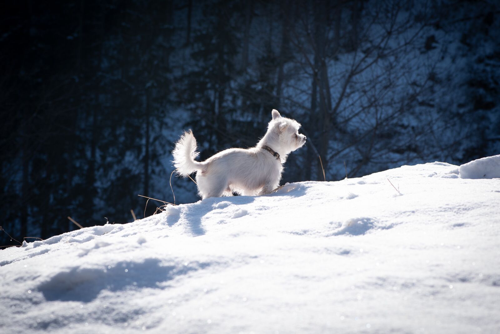 Nikon D750 sample photo. Dog, winter, snow photography