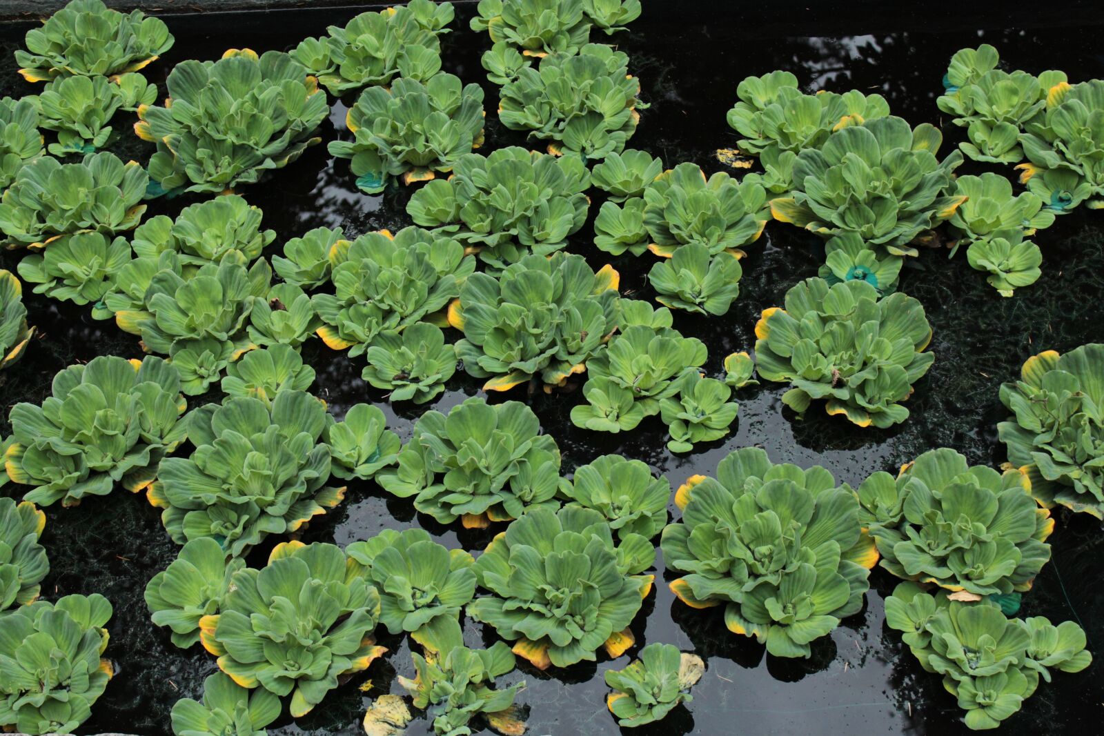 Canon EOS 1300D (EOS Rebel T6 / EOS Kiss X80) sample photo. Green, water, plant photography