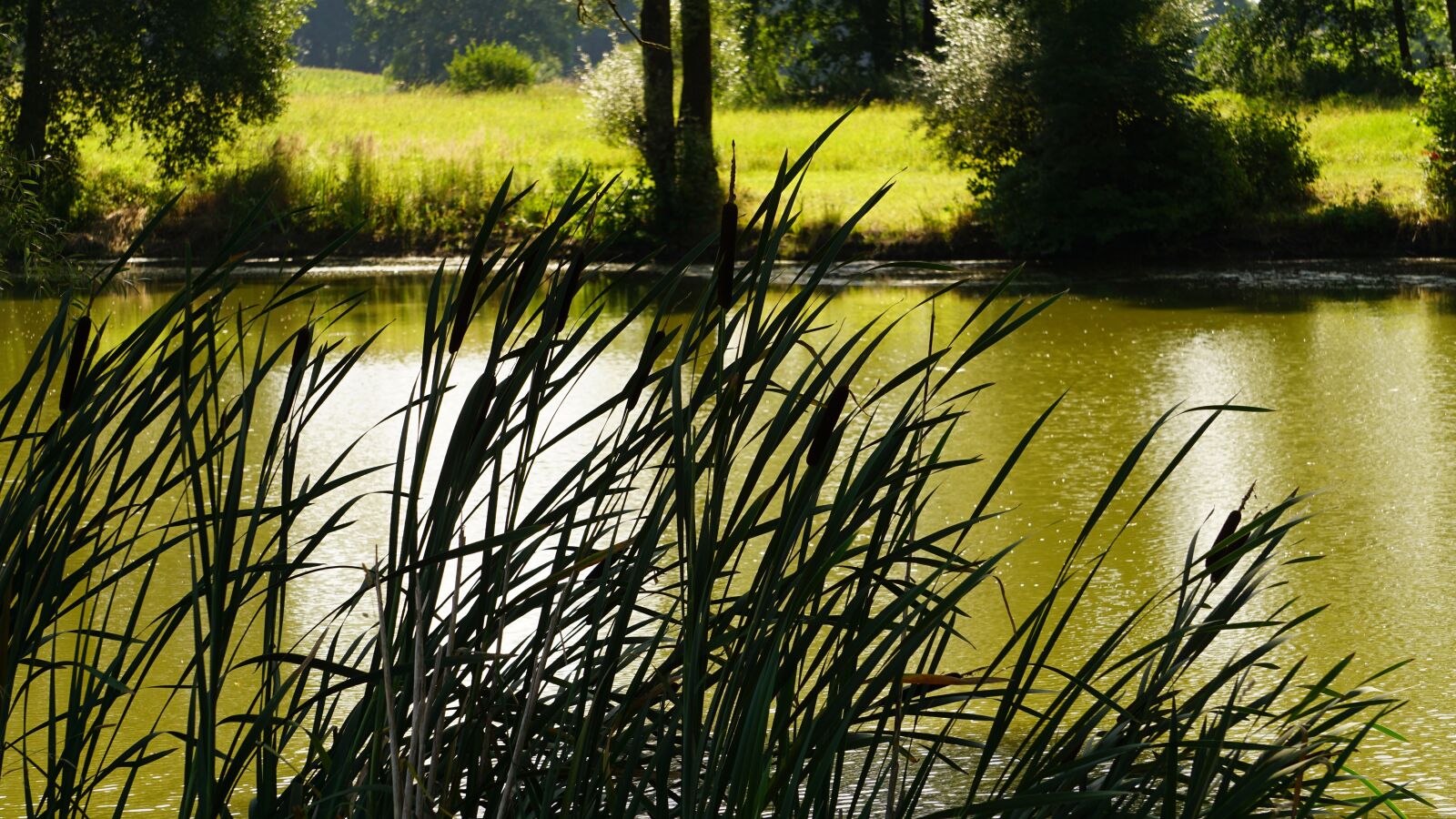 Sony E 55-210mm F4.5-6.3 OSS sample photo. Lake, reed, green photography
