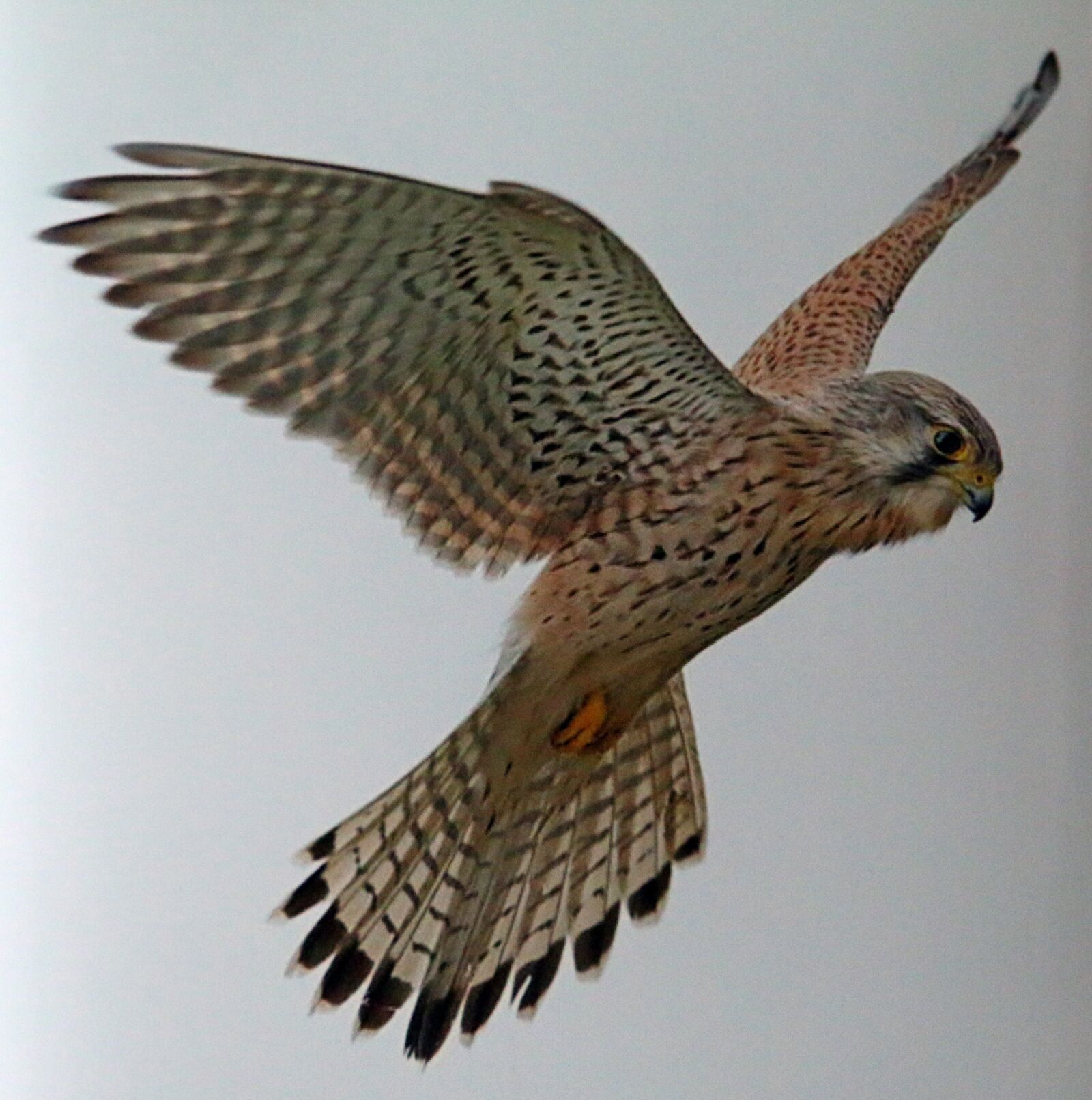 Canon EOS 70D sample photo. Bird, kestrel, raptor photography