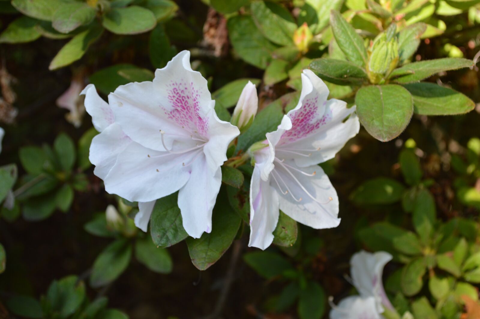Nikon D3200 sample photo. Flowers, white, green photography